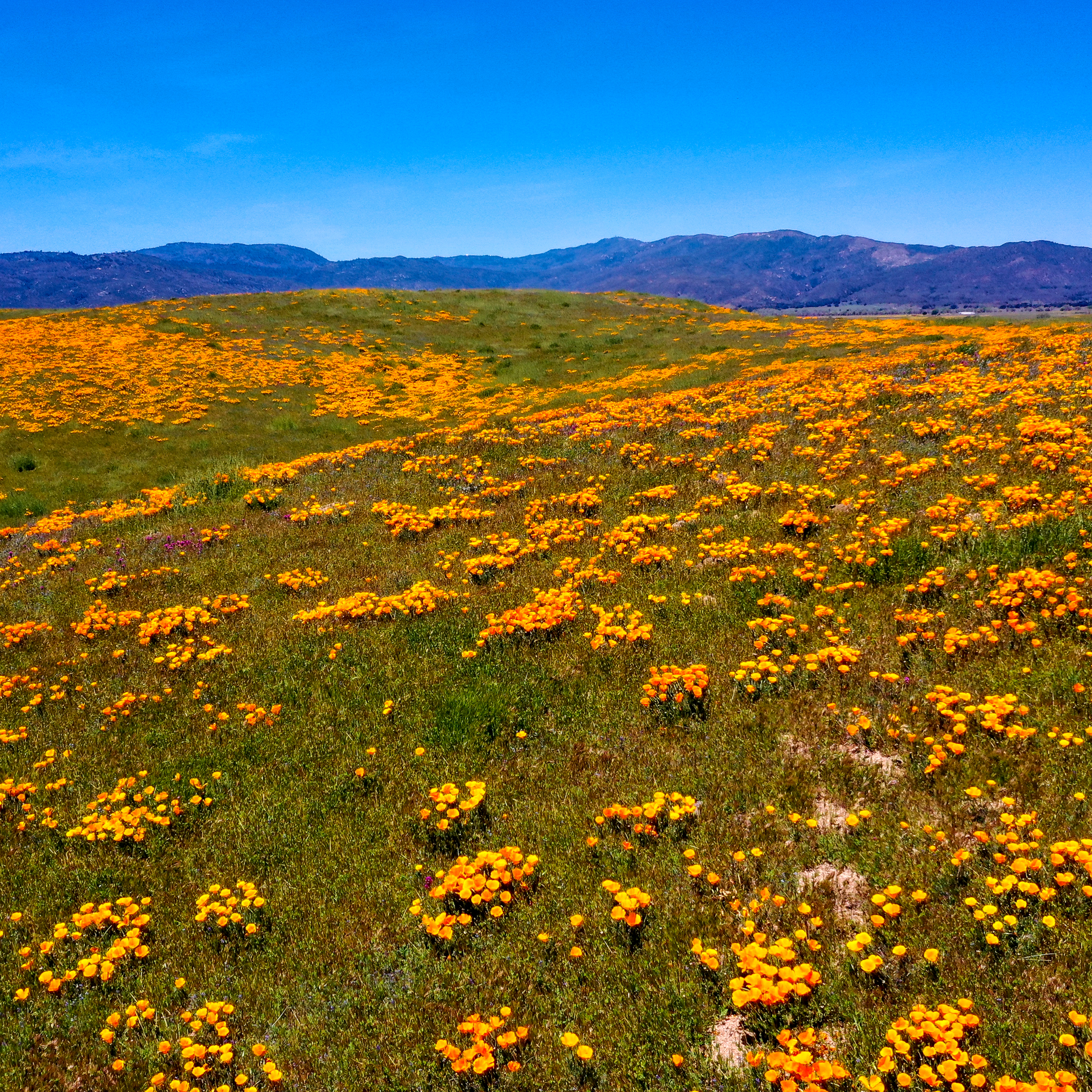 The Wild: What L.A.'s dry winter means for wildflowers - Vimarsana News