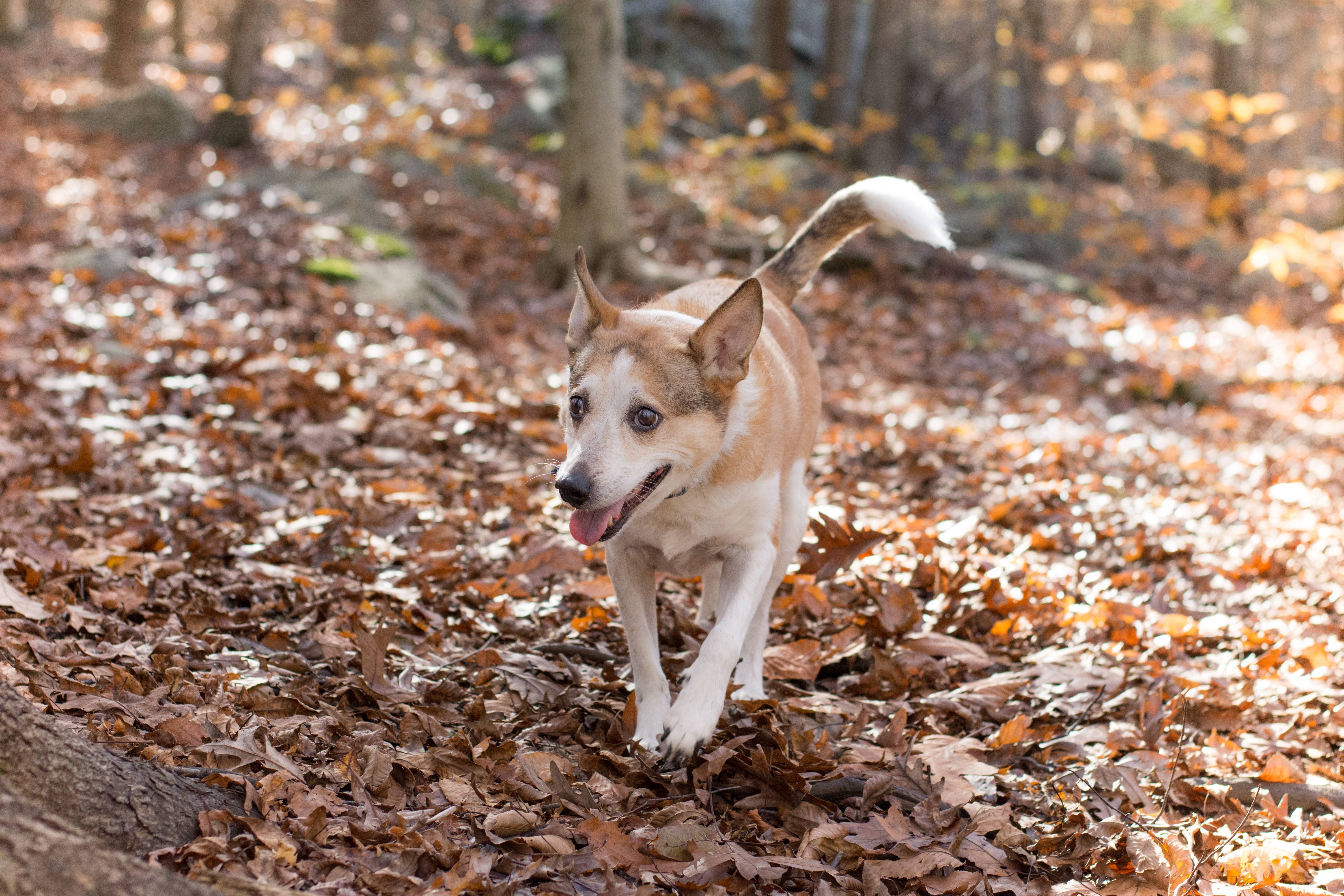 Genetic study challenges stereotypes about dog breeds - Vimarsana News