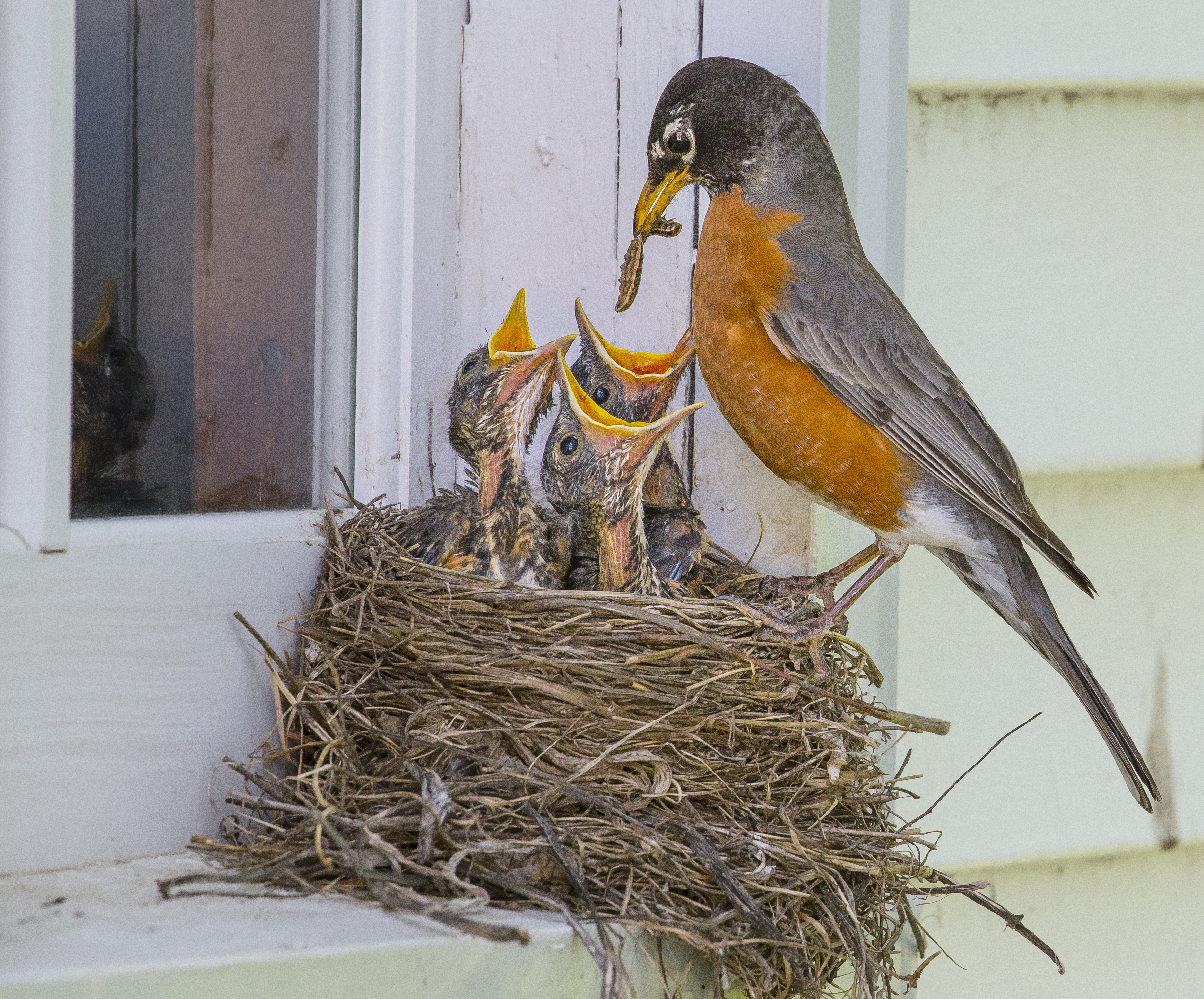 What to do if you find a bird nest near your home - Vimarsana News
