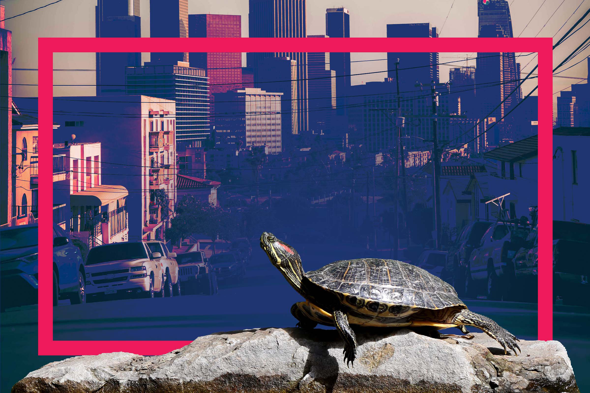 California wildlife: Why are so many turtles in LA parks? - Vimarsana News