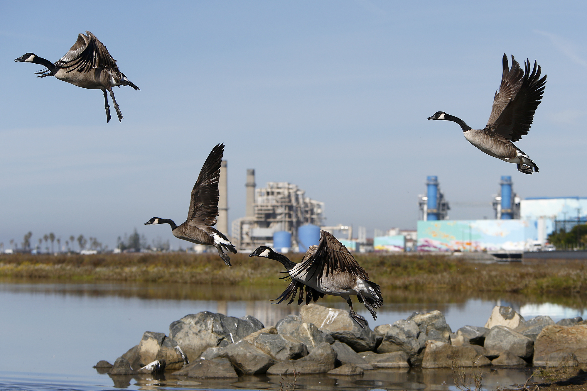 11 rehabilitated Canada geese released back into Huntington Beach habitat - Vimarsana News