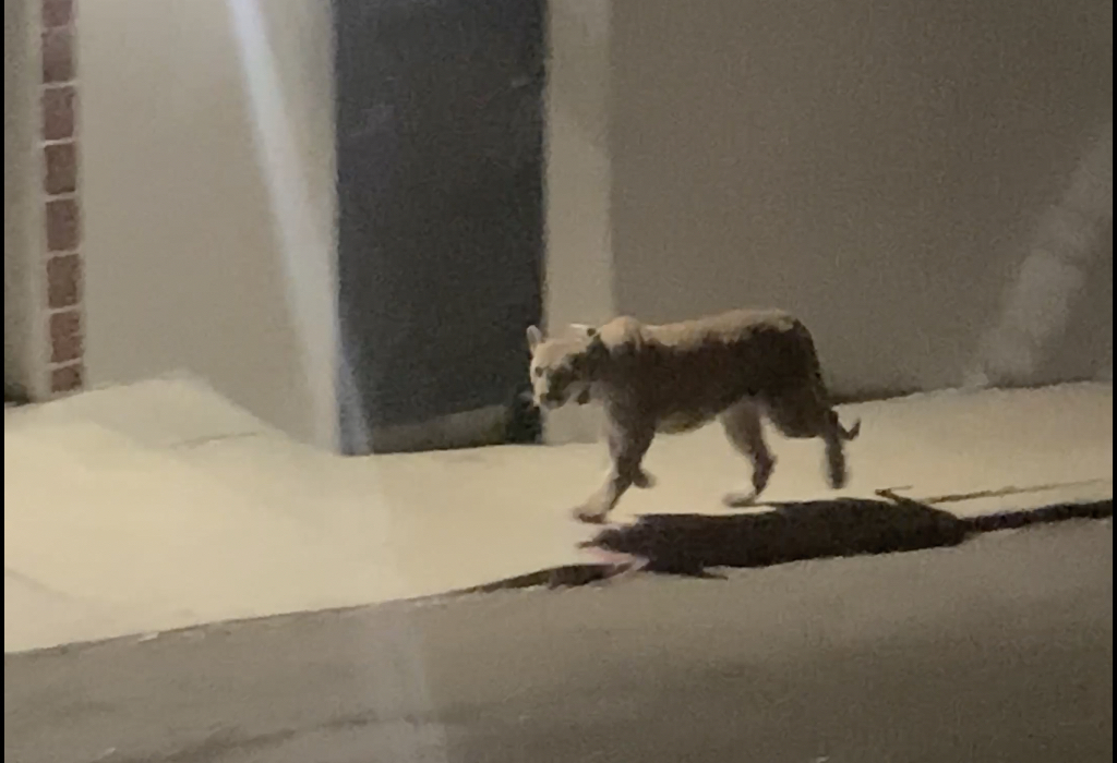 Mountain lion spotted on L.A. streets in Silver Lake - Vimarsana News