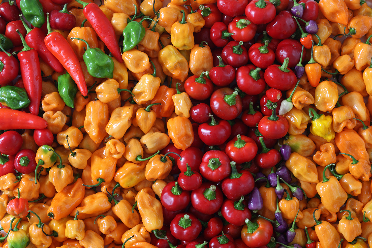 Peppermania turns up the heat in Newport Beach with an awesome array of chiles - Vimarsana News
