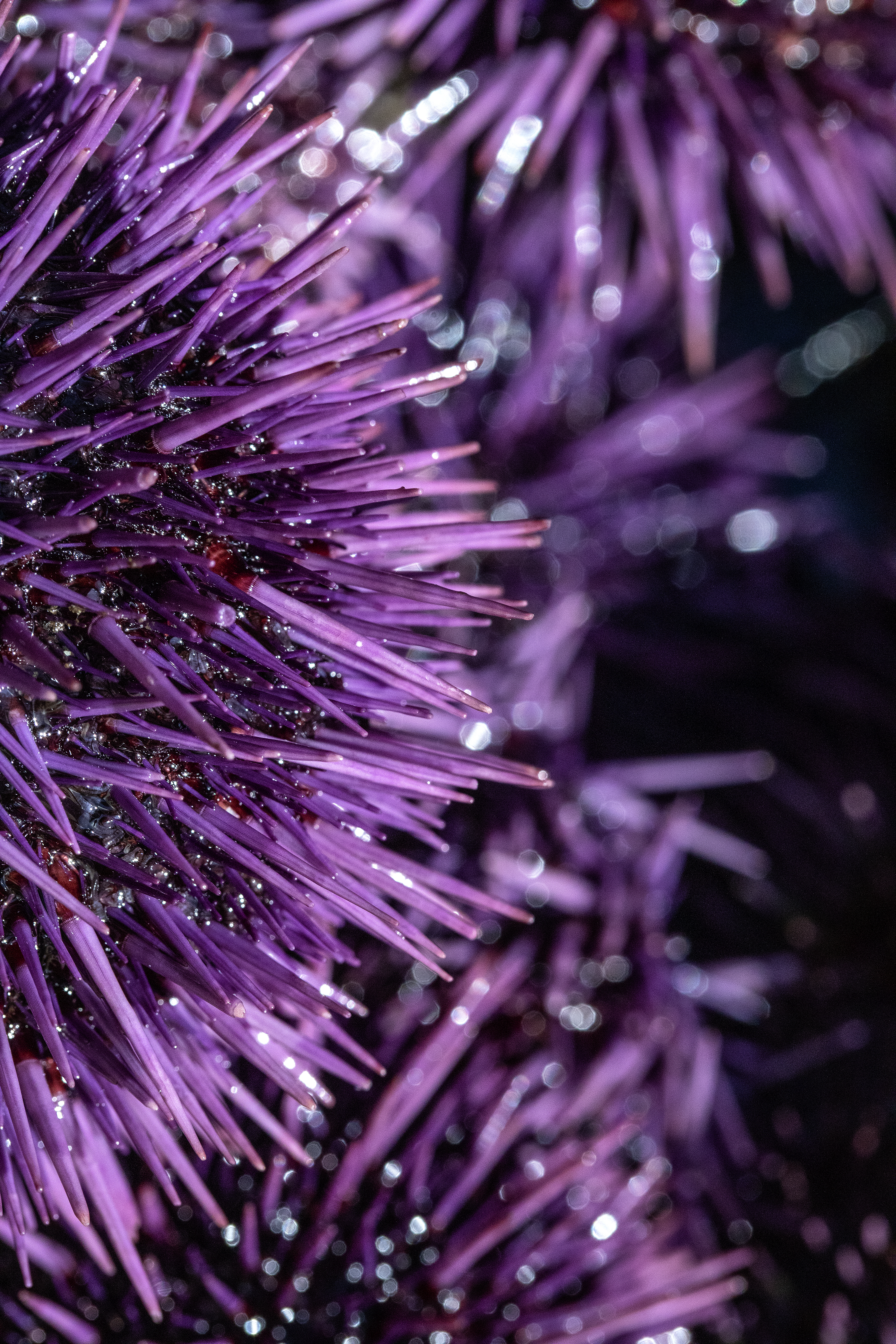 From plague to delicacy — reconsidering the purple sea urchin - Vimarsana News