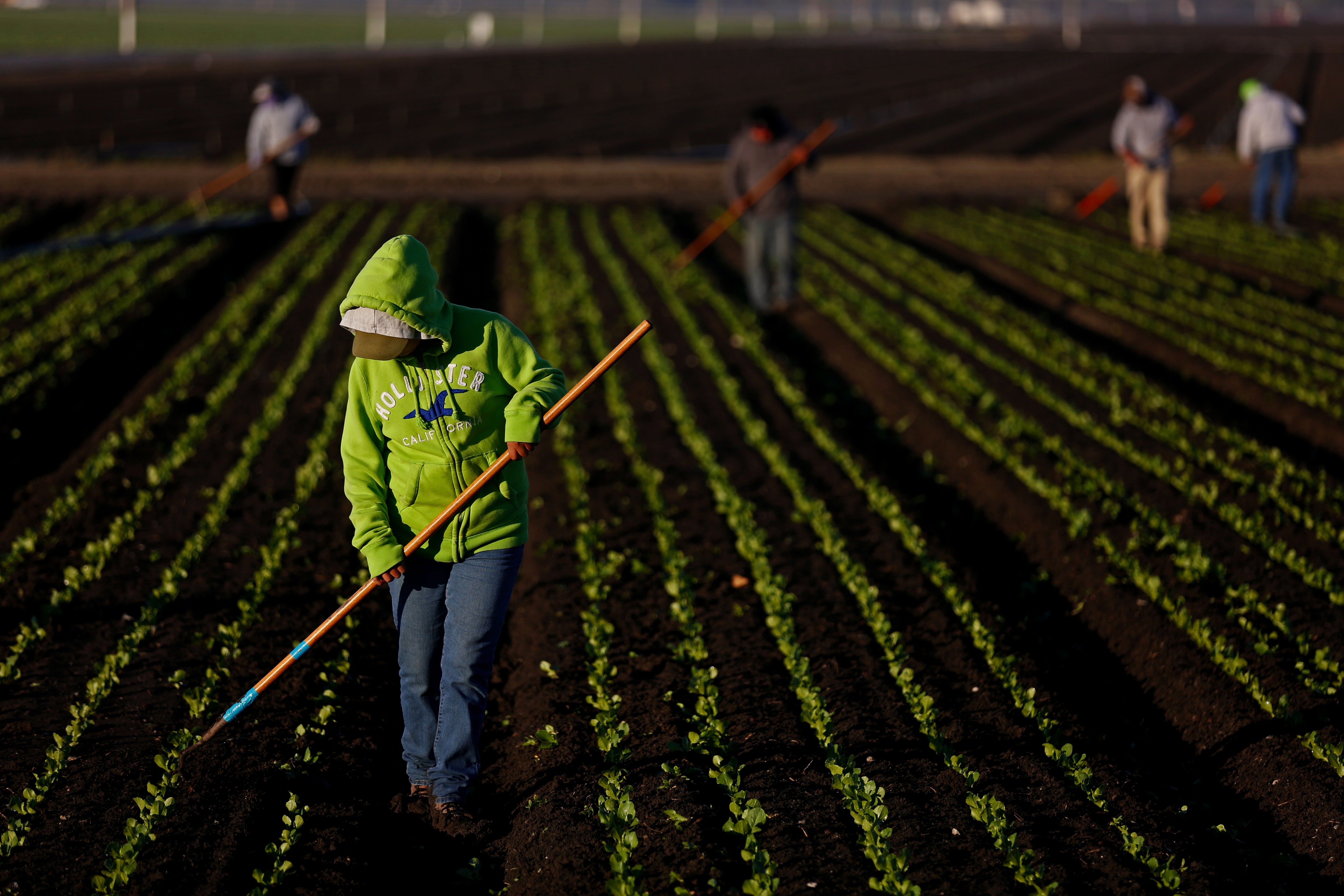Is climate change causing the price of lettuce to skyrocket - Vimarsana News