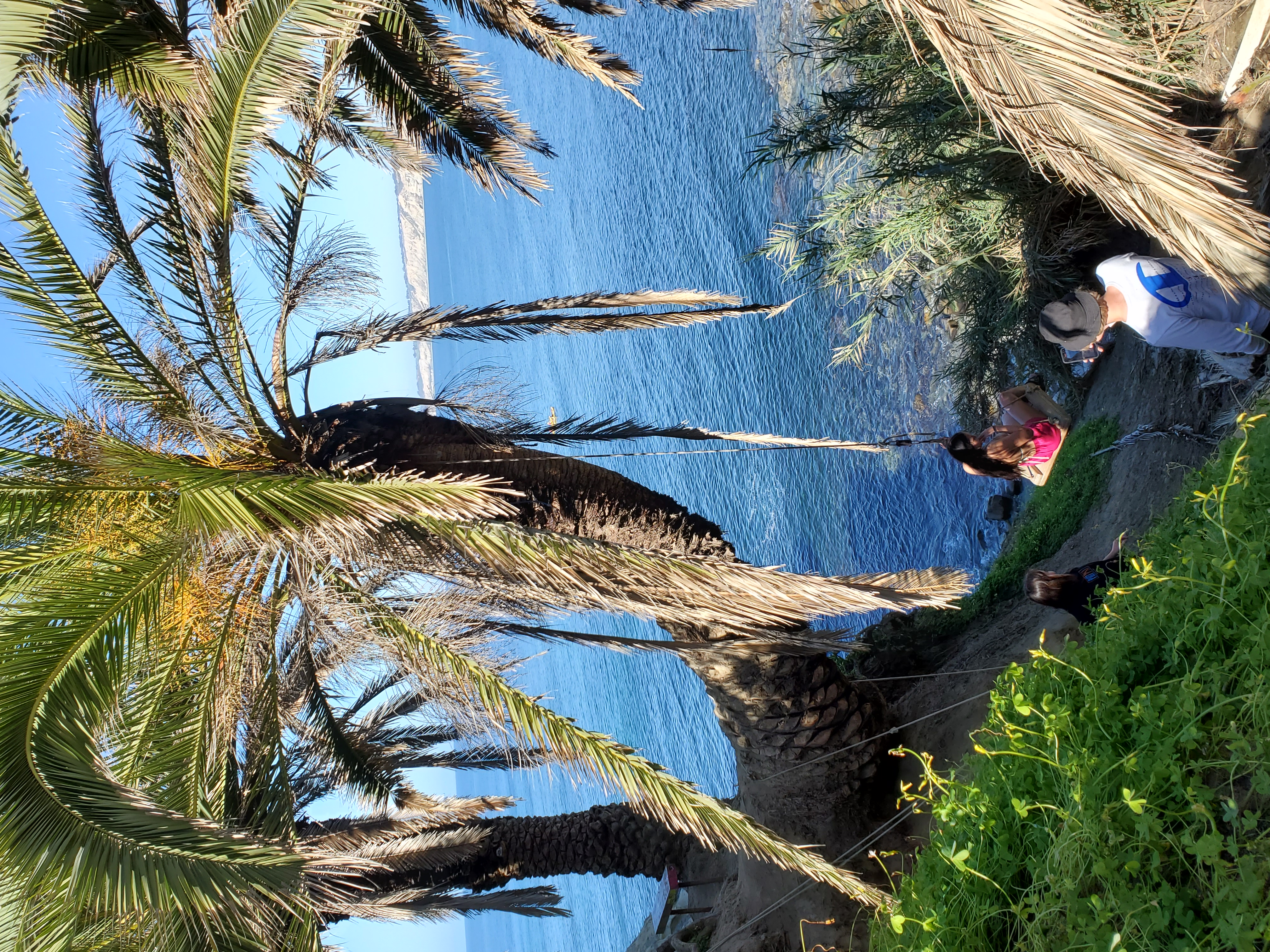 Could weevils put the 'secret swing' tree of La Jolla's Coast Walk Trail in jeopardy? - Vimarsana News