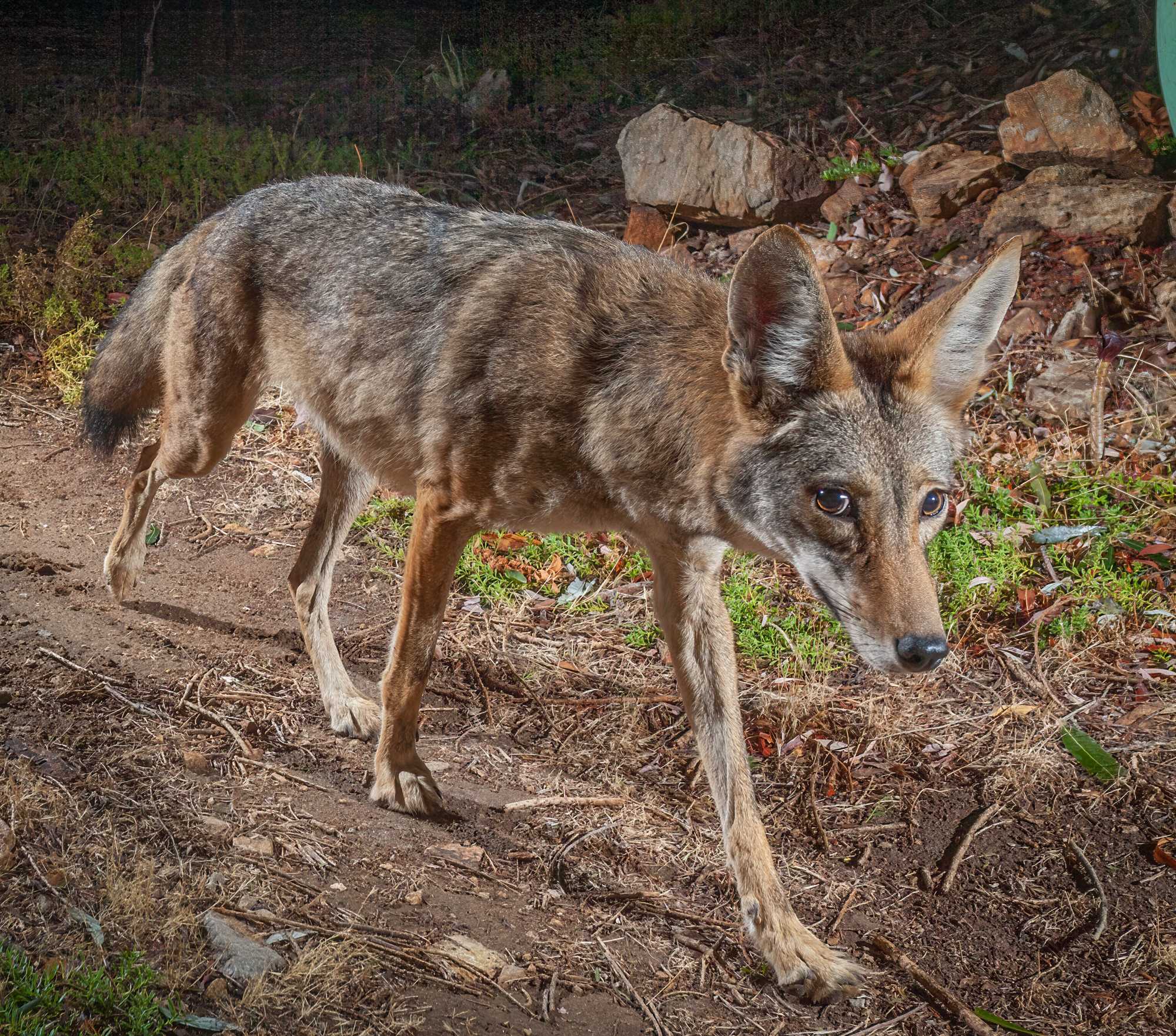 Column: Caught on camera: Critters' nocturnal habits captured on Mt. Hoo - Vimarsana News