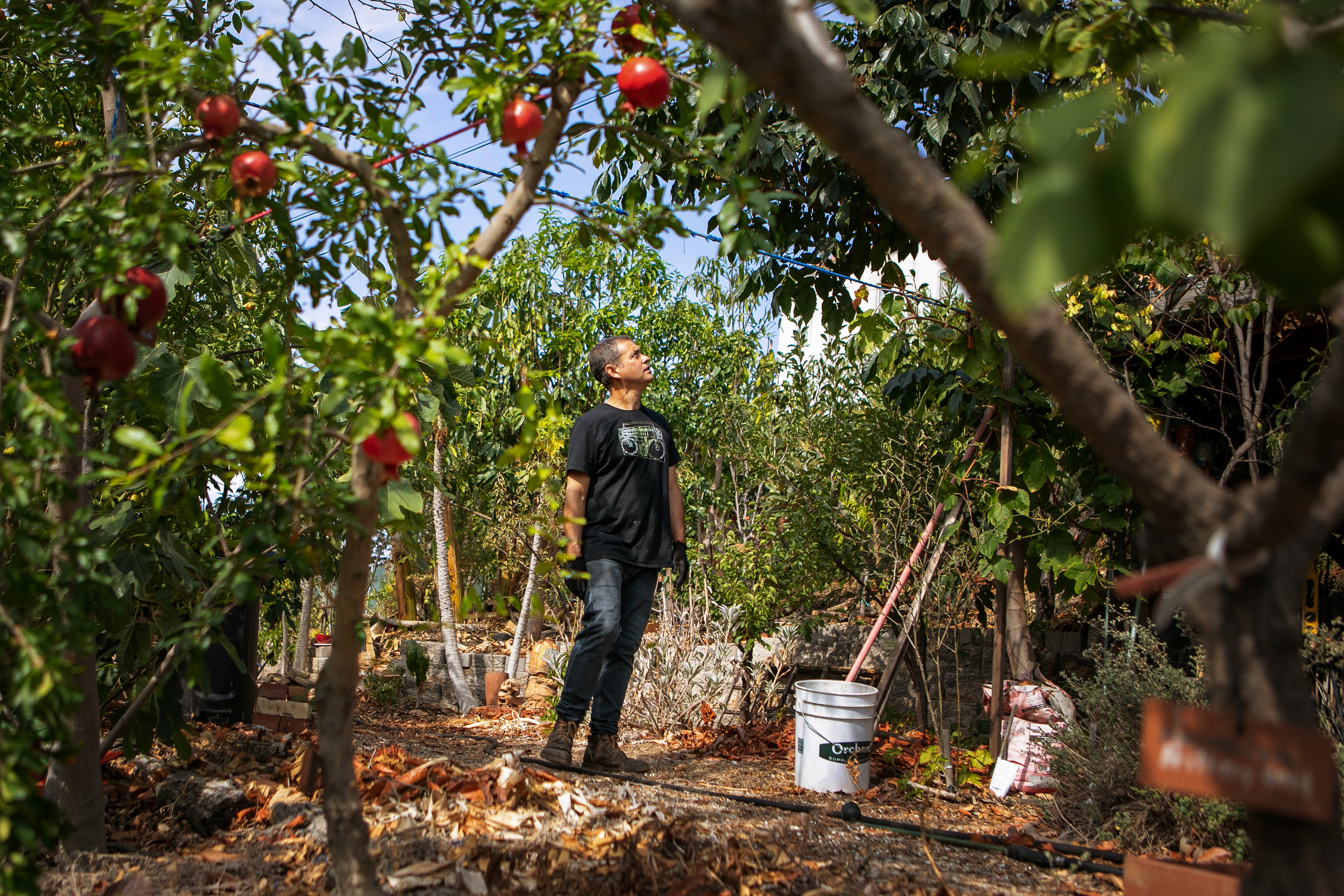 From weeds to an edible, low-water landscape of fruit trees - Vimarsana News