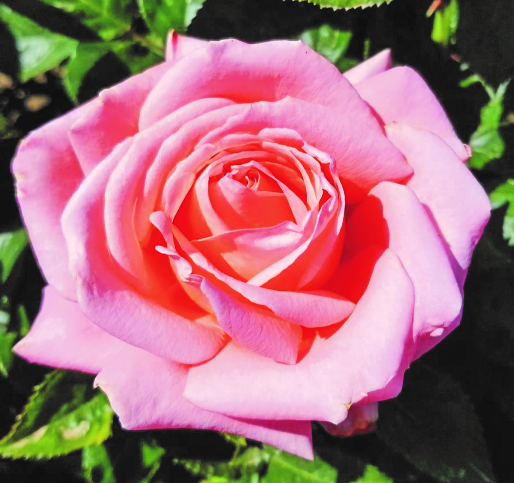 New hybrid rose releases get set to make their January winter debut - Vimarsana News
