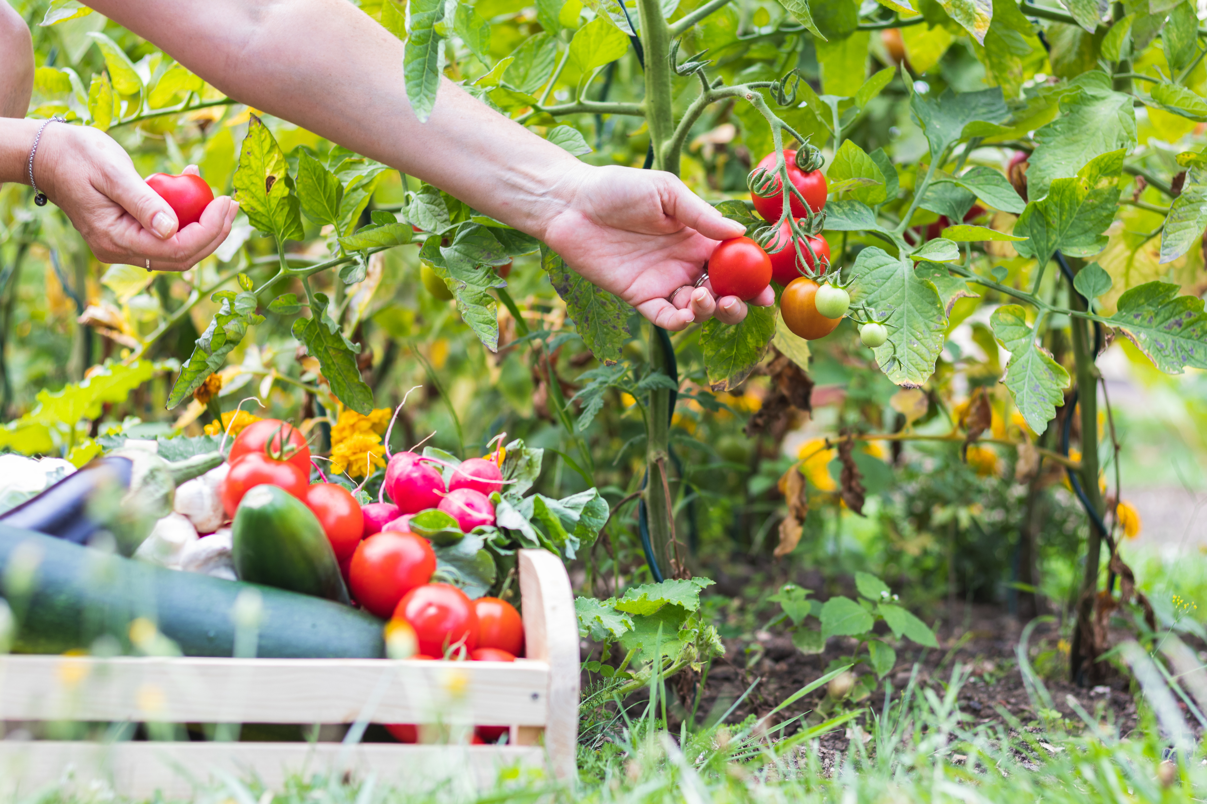 Here's what to tackle in the July garden, but protect yourself and your plants from summer's heat - Vimarsana News