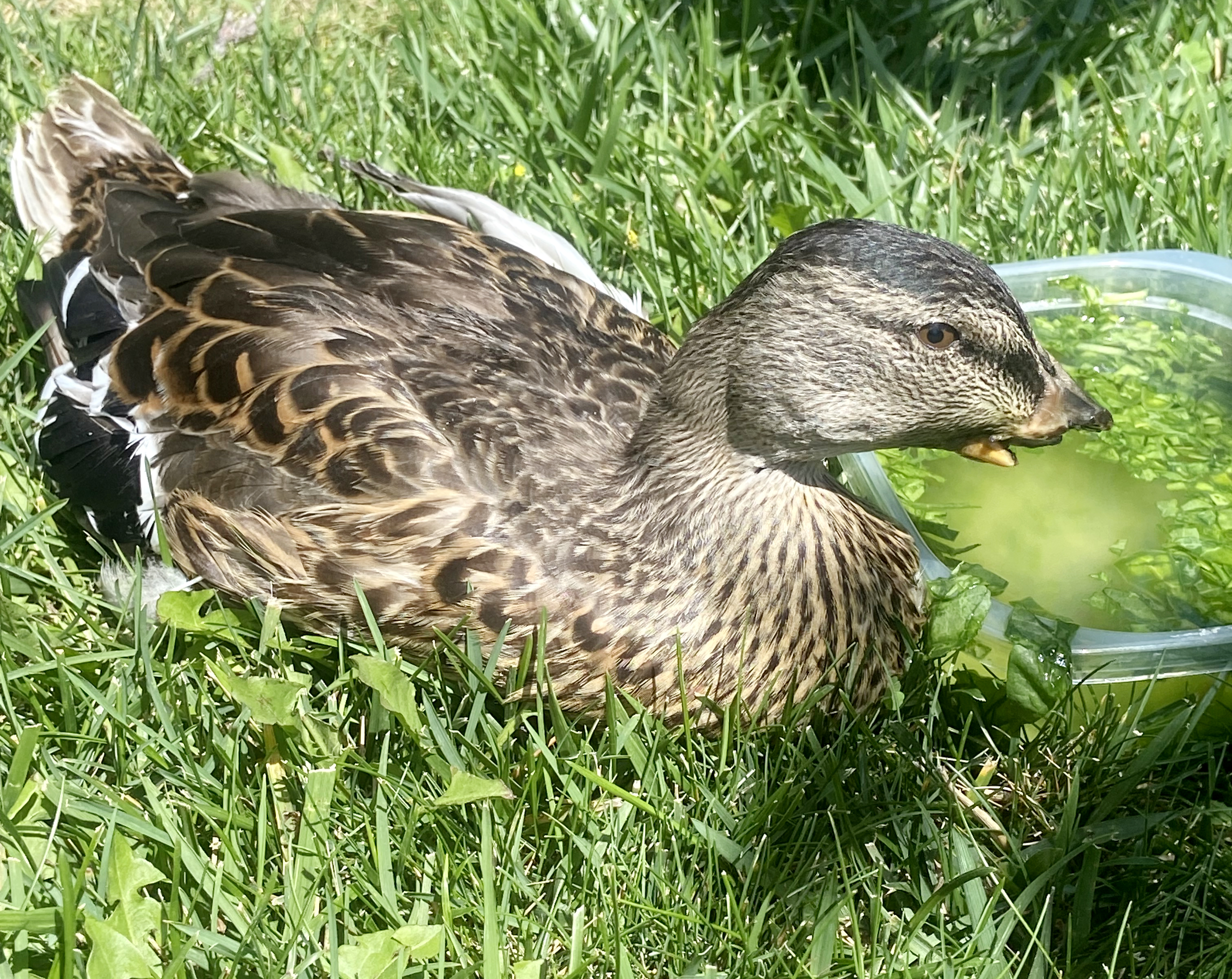 Who's mutilating ducks at Mile Square Regional Park? - Vimarsana News