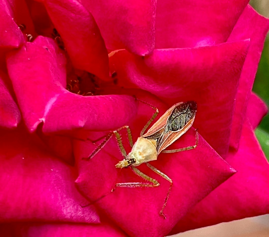 Bit of sleuthing can deduce 'whodunit' in our rose gardens - Vimarsana News