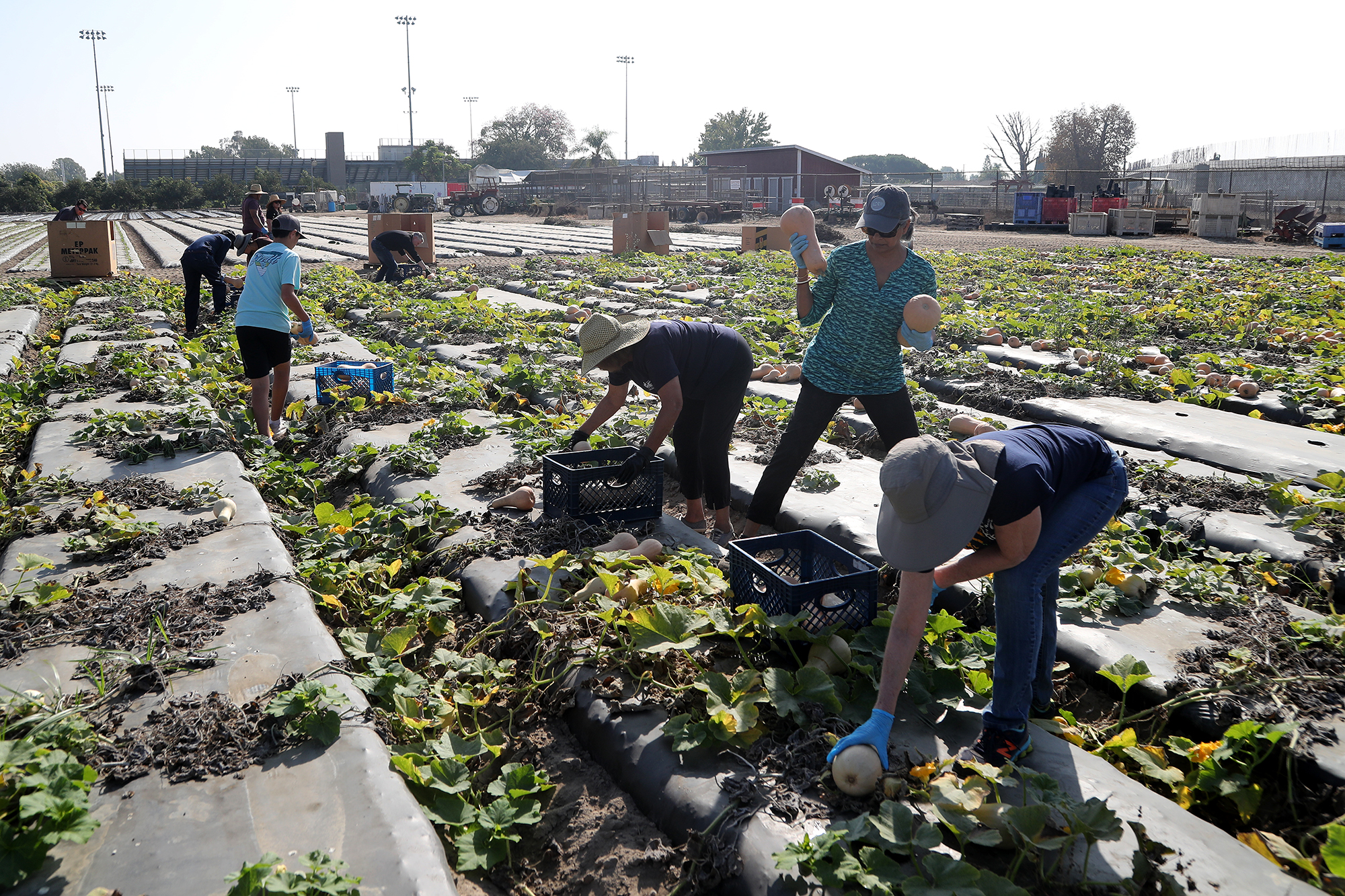 Westminster High School's Giving Farm helps feed the community - Vimarsana News