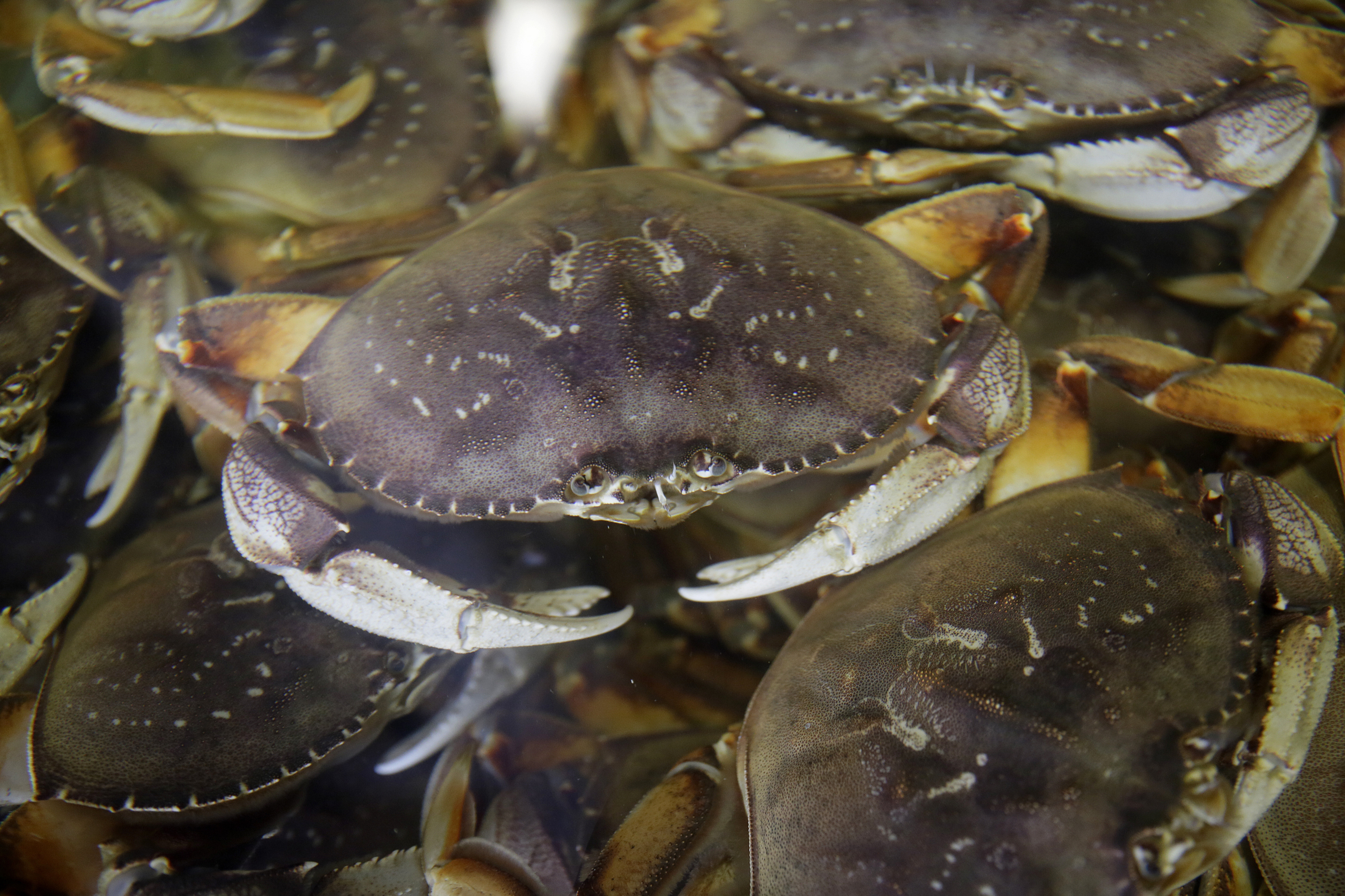 San Francisco D.A. sues fisherman for nearly $1 million for 'egregious' illegal crabbing - Vimarsana News