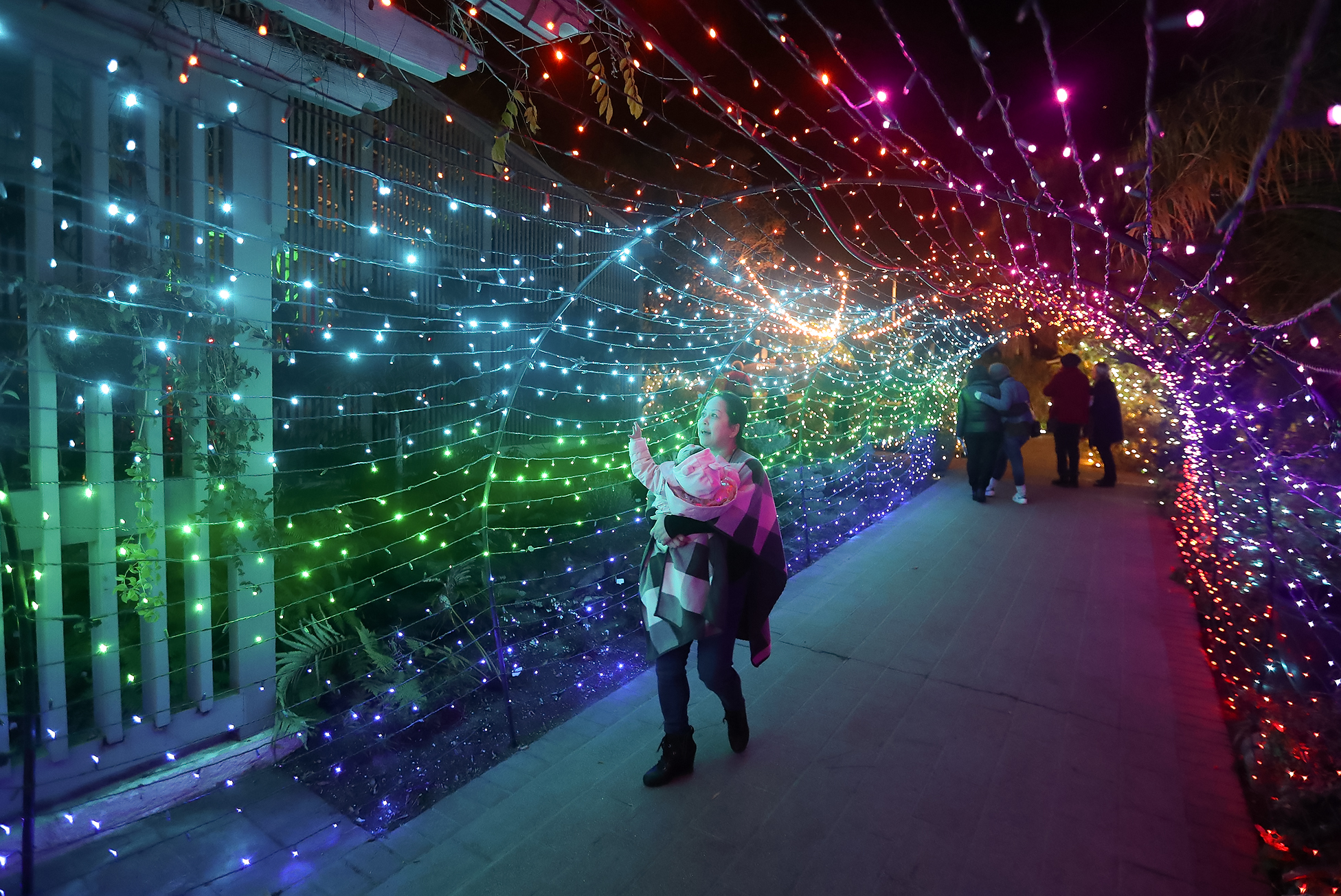 Carnivorous plants and a red carpet invite holiday festivities during Sherman Gardens' Nights of 1,000 Lights - Vimarsana News