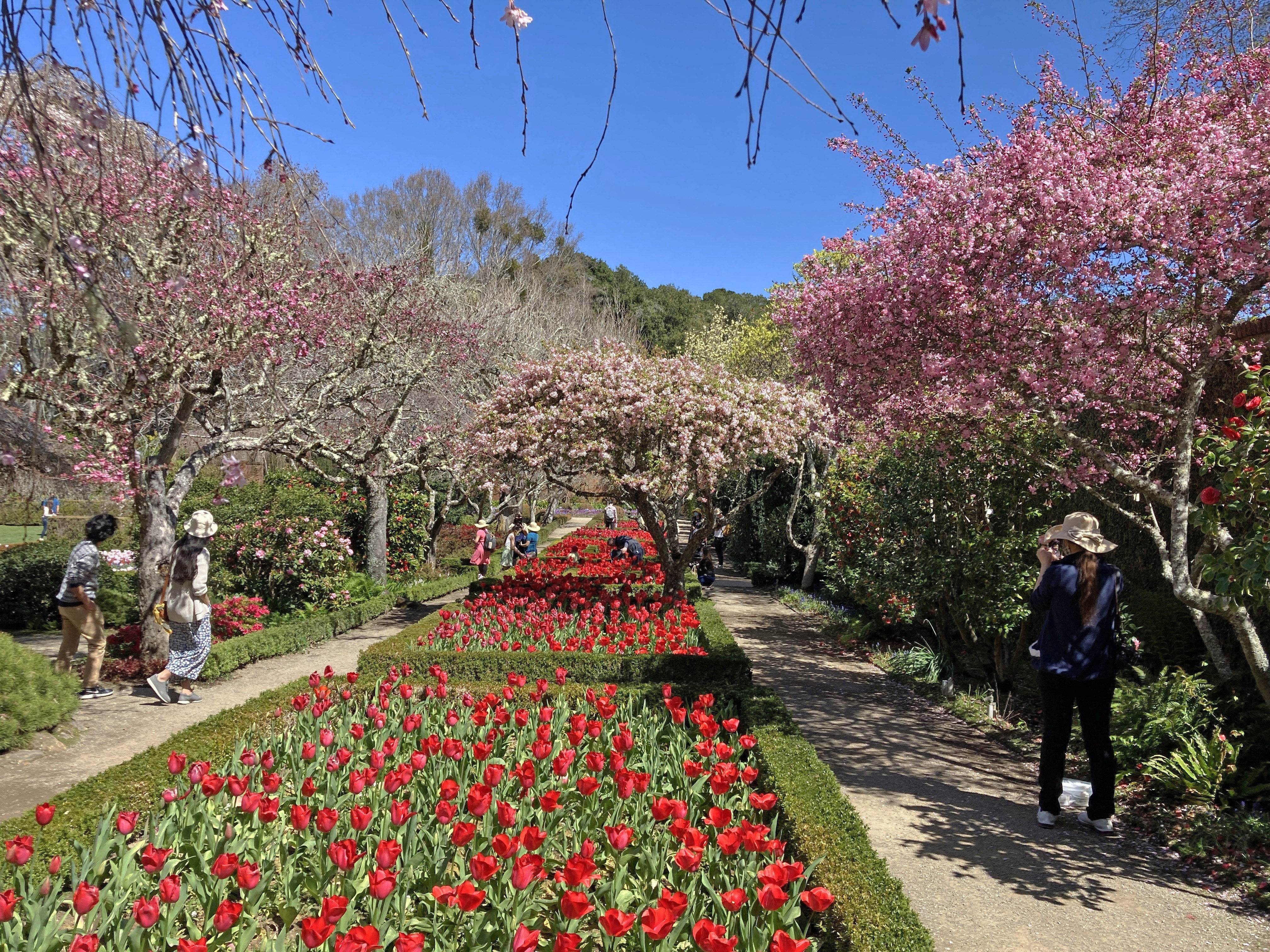 Visitors to Filoli estate traipse in dramatic setting - Vimarsana News