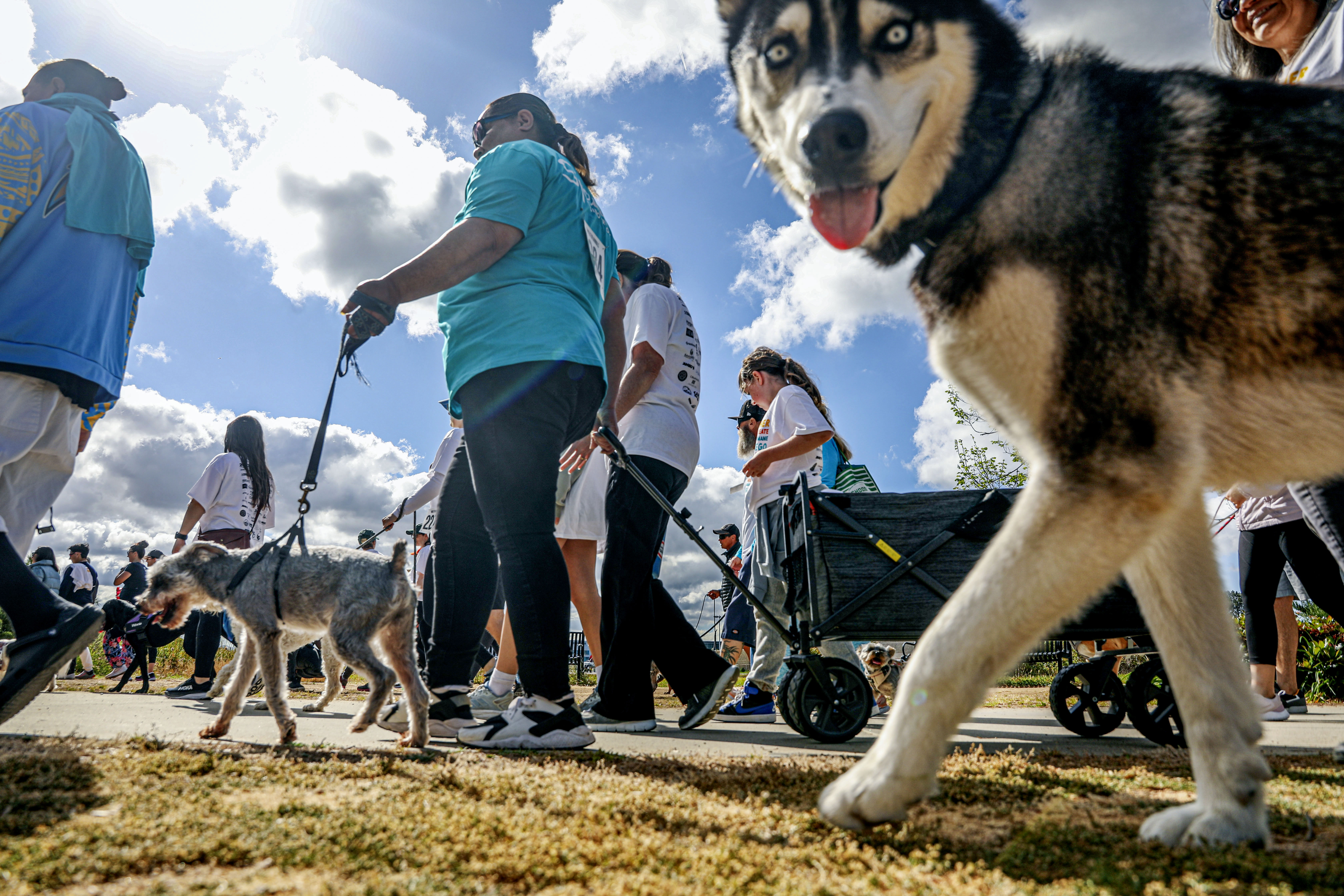 San Diego Humane Society's Walk for Animals focuses on furry friends - Vimarsana News