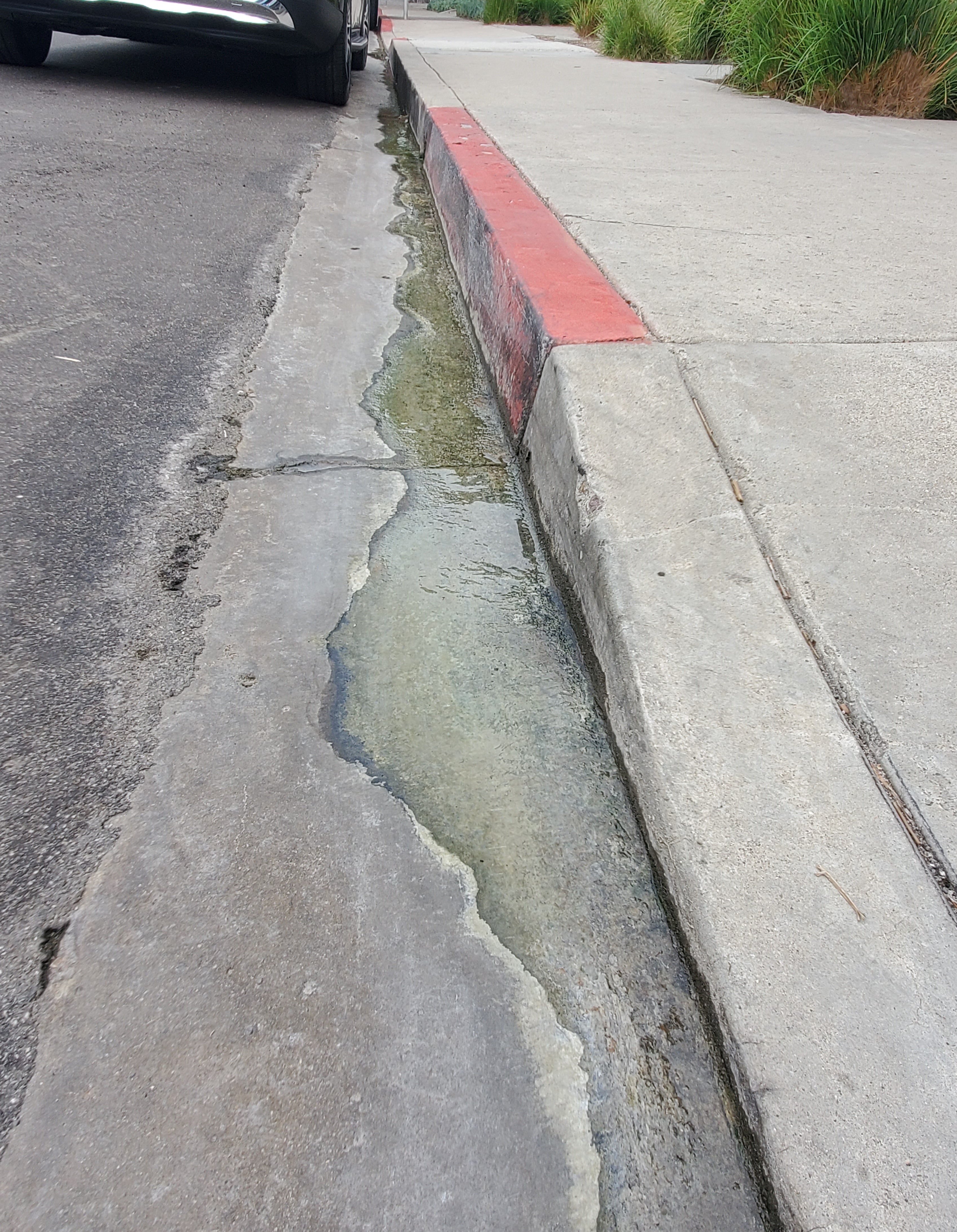 Why is water running down Ivanhoe Avenue in La Jolla? San Diego will investigate - Vimarsana News