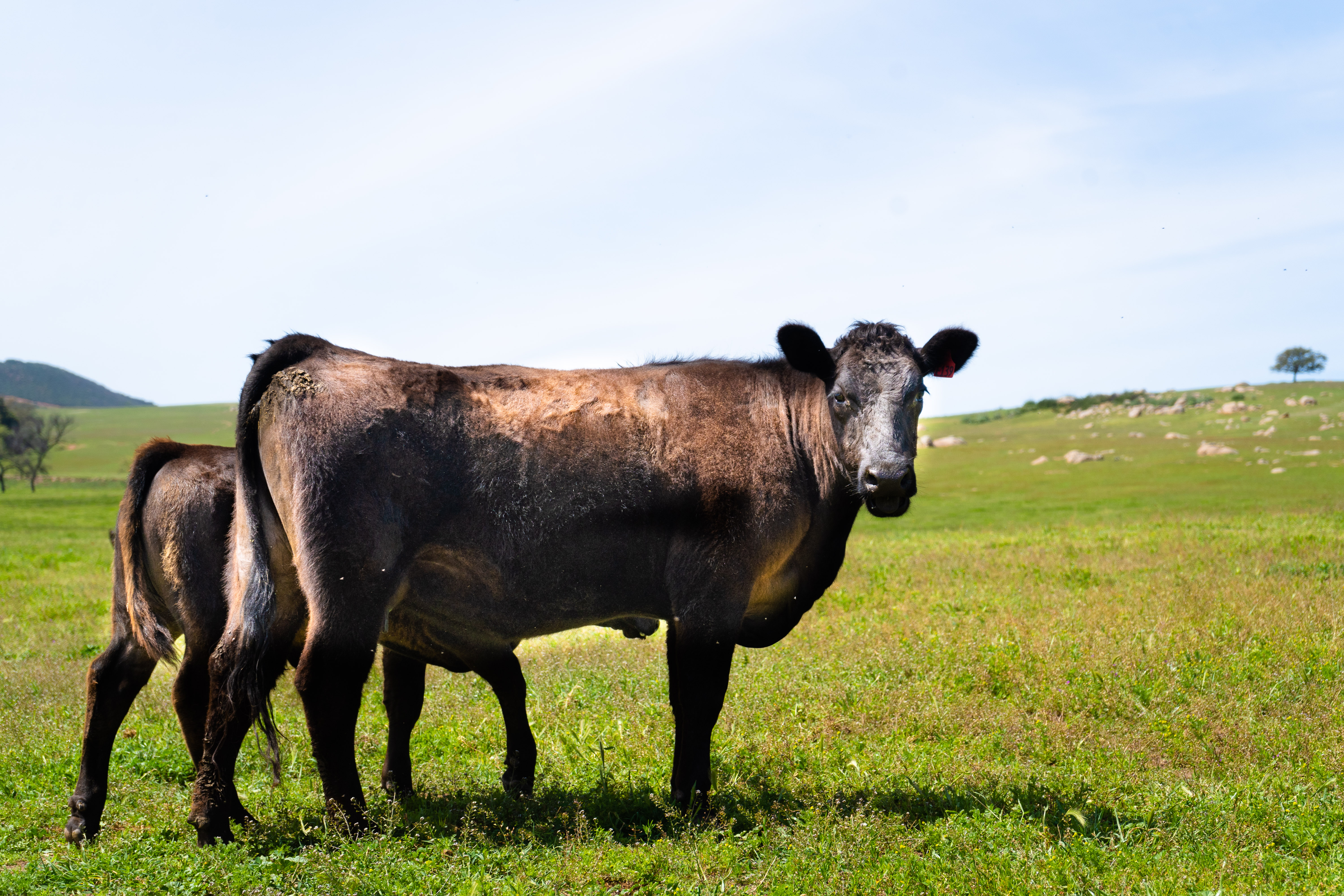 North County's historic Rancho Guejito making a name for itself with new meat brand - Vimarsana News