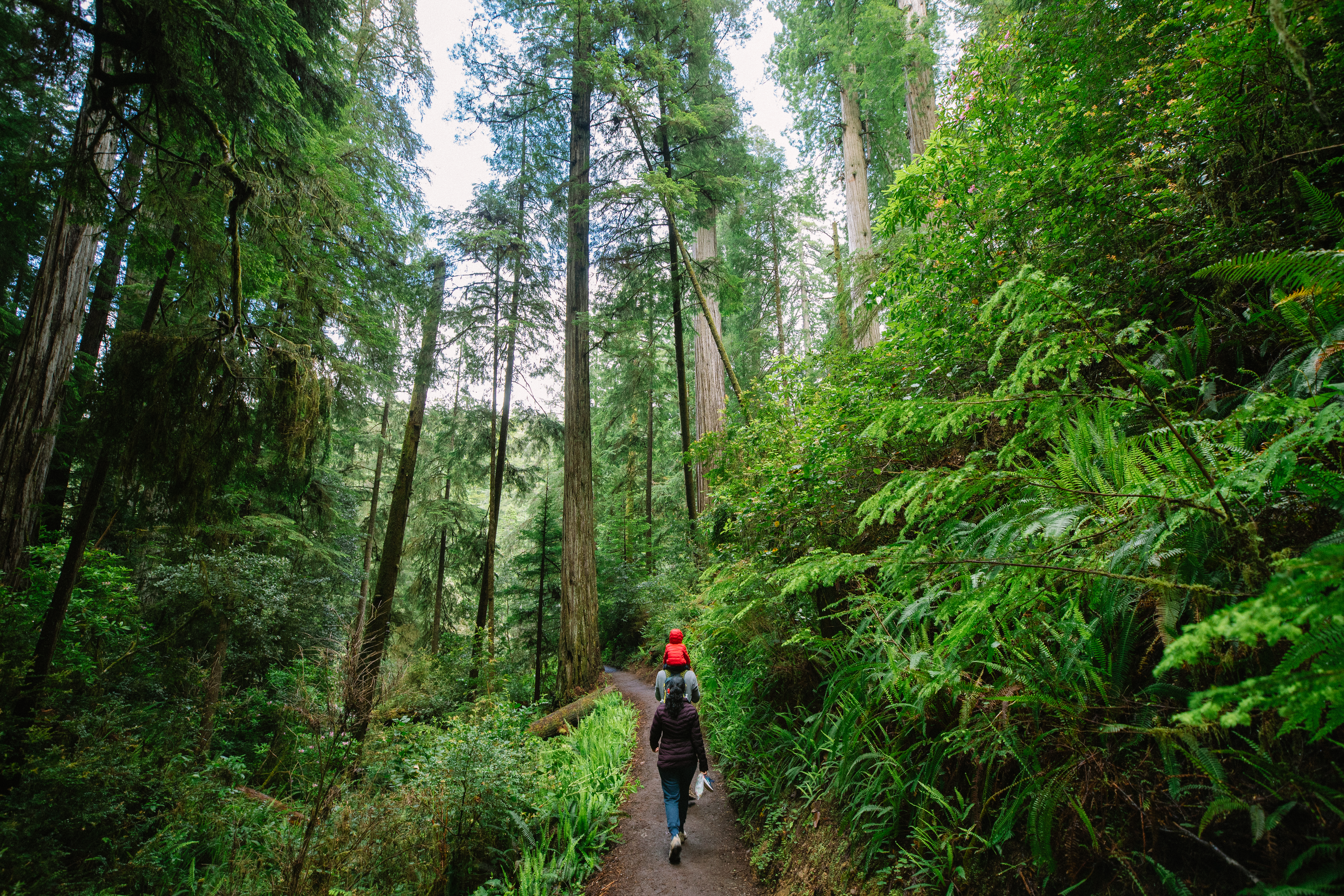 California's wet winter could mean more ticks this year or next - Vimarsana News