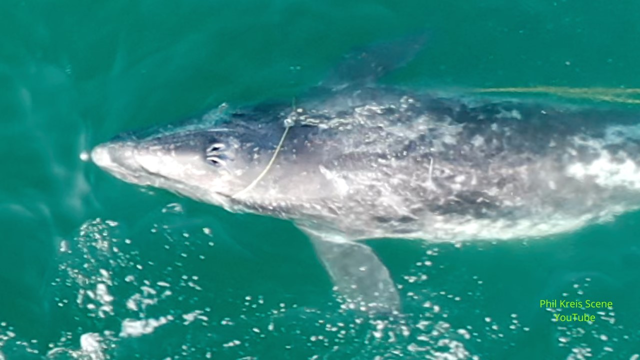 Entanglement of baby whale again puts focus on ocean debris - Vimarsana News