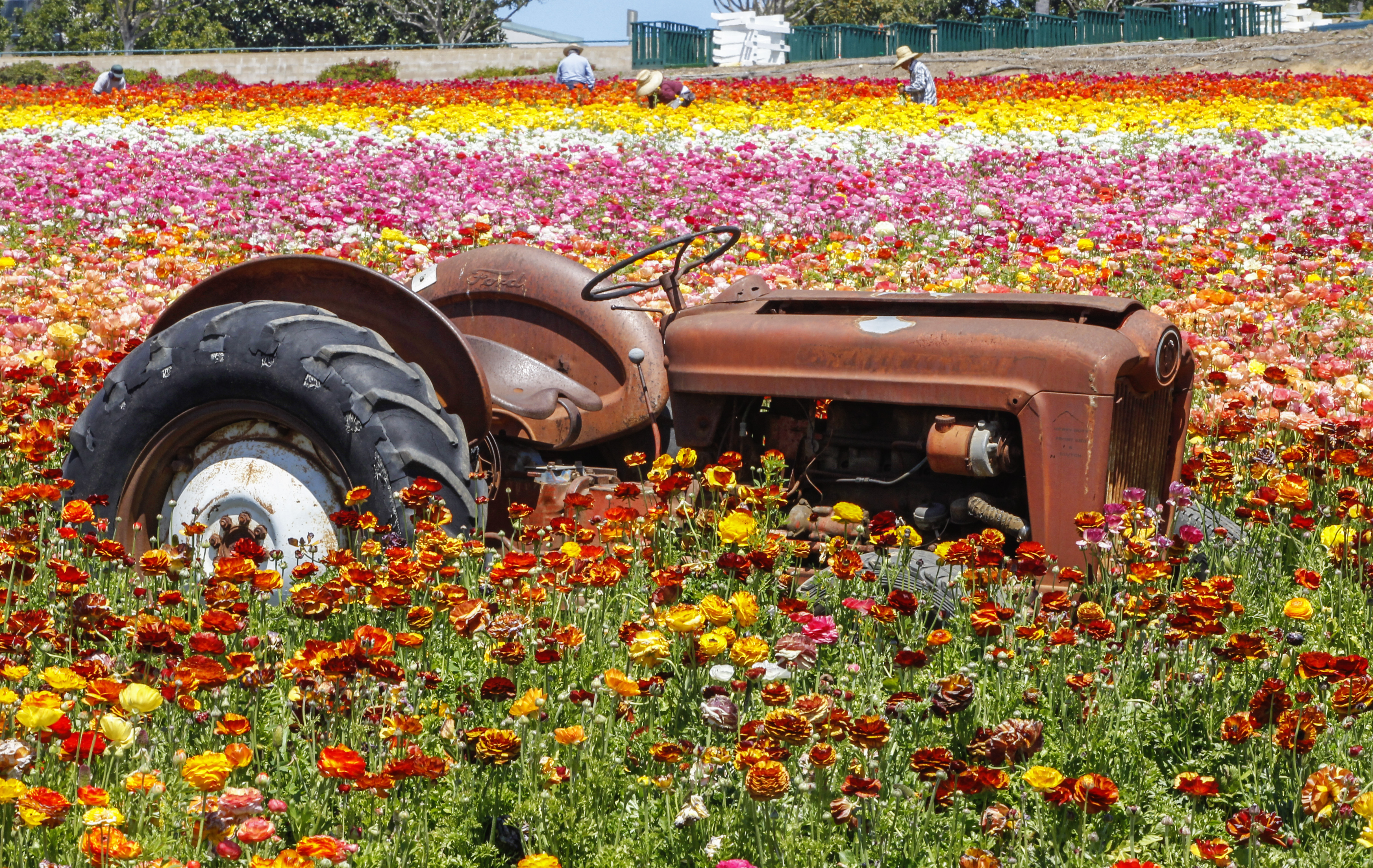 The Flower Fields filled with more than just blooms. There's picnics, concerts, classes and events too - Vimarsana News
