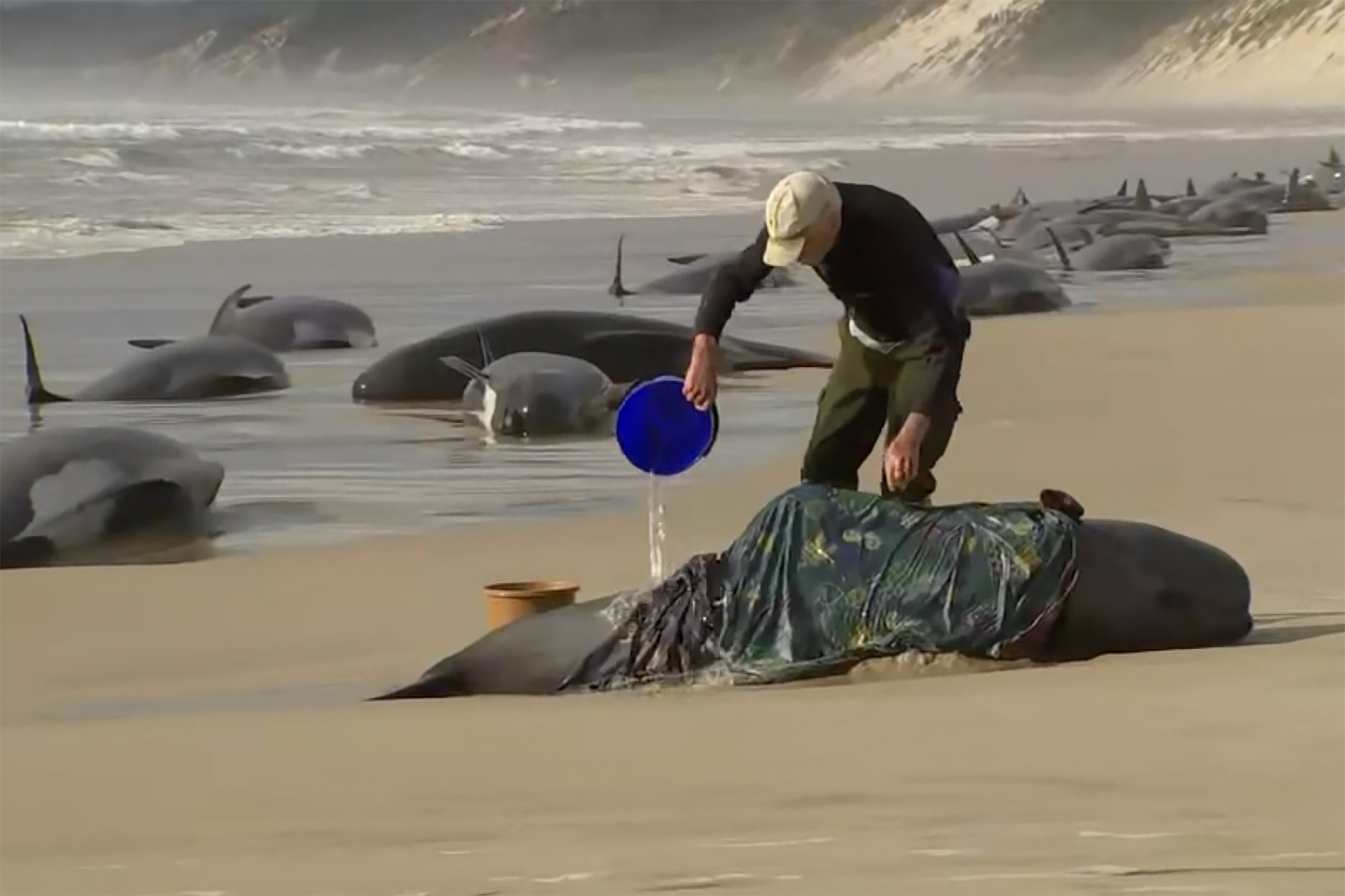 Some 230 whales beached in Tasmania; rescue efforts underwayf - Vimarsana News