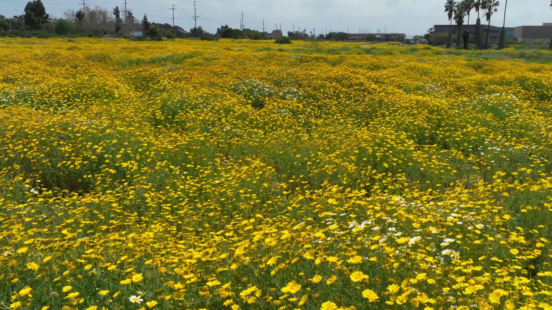 Photos: San Diego bursts into color as everything seems to be blooming everywhere - Vimarsana News