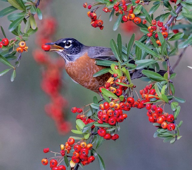 Robins are flocking to San Diego — and no one knows why - Vimarsana News