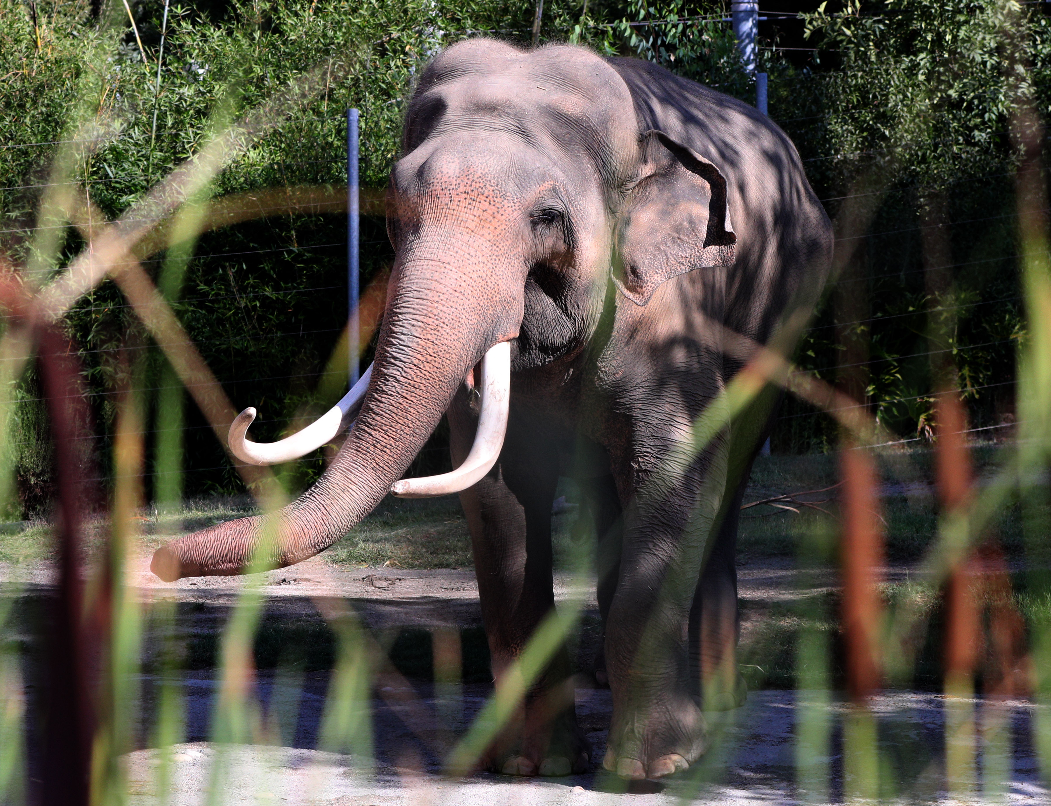 Editorial: L.A. Zoo's elephant star Billy deserves to retire