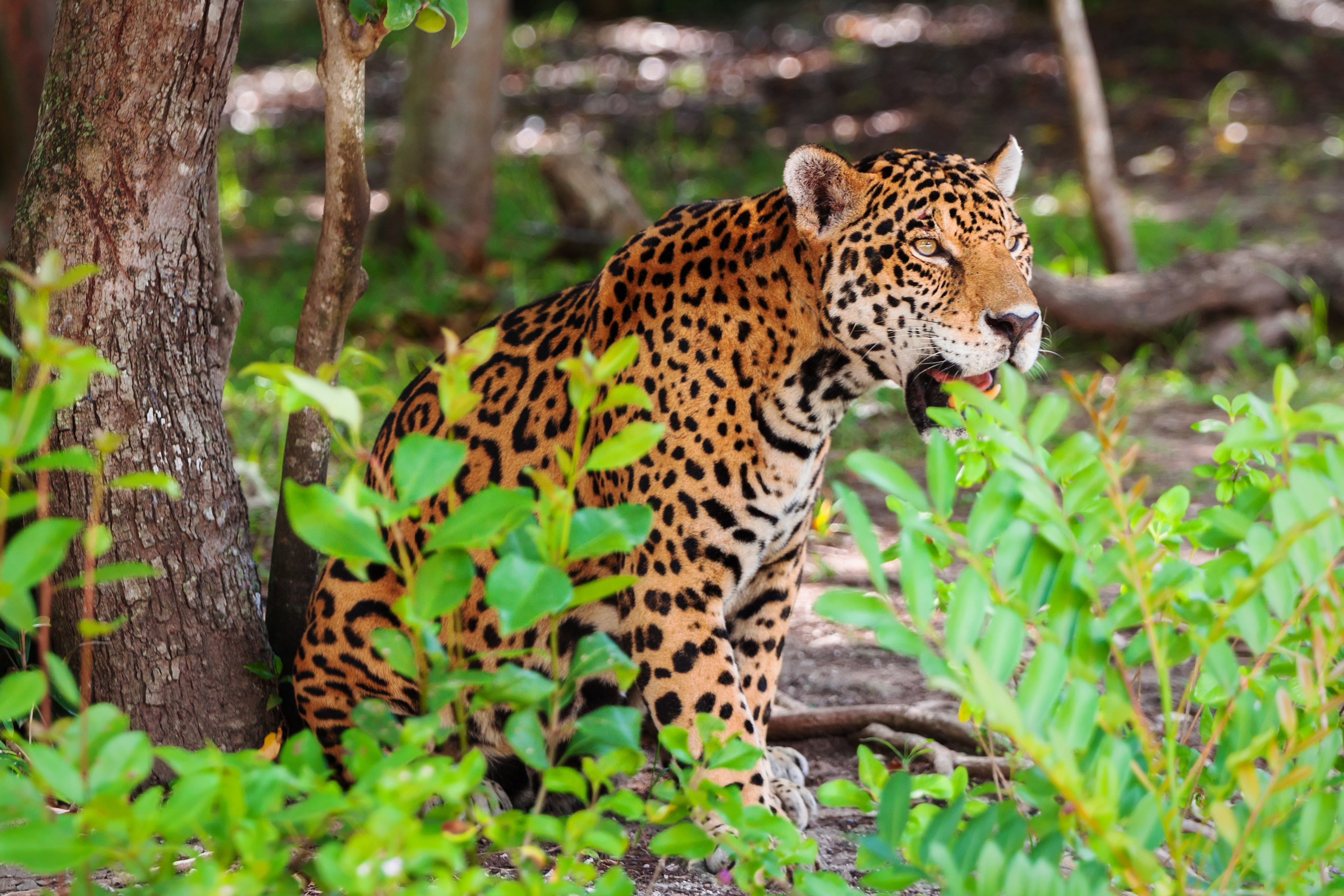 Jaguars, a symbol of survival, making a comeback in the Yucatán - Vimarsana News