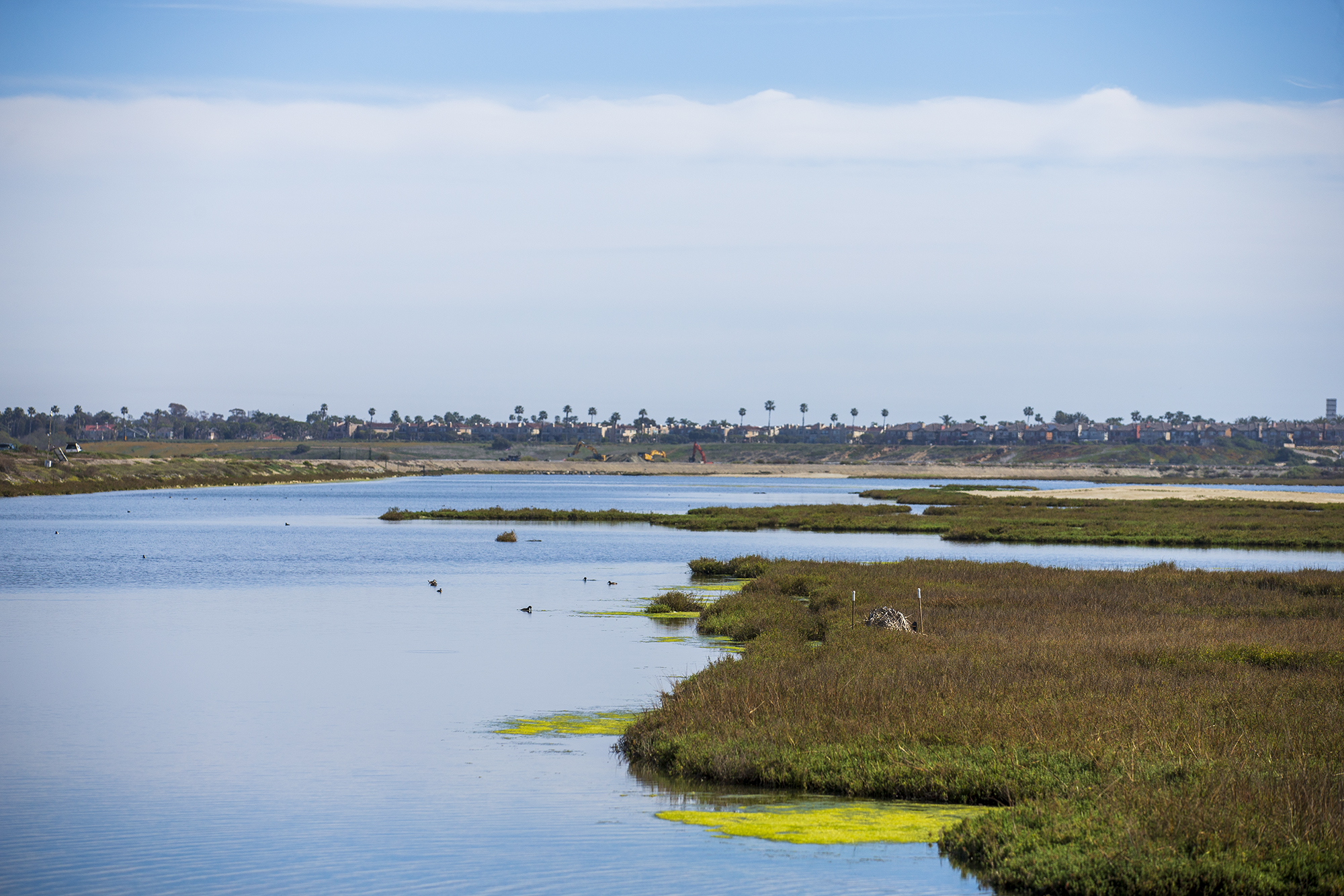 Local effort to preserve, protect Bolsa Chica wetlands gets $2M - Vimarsana News
