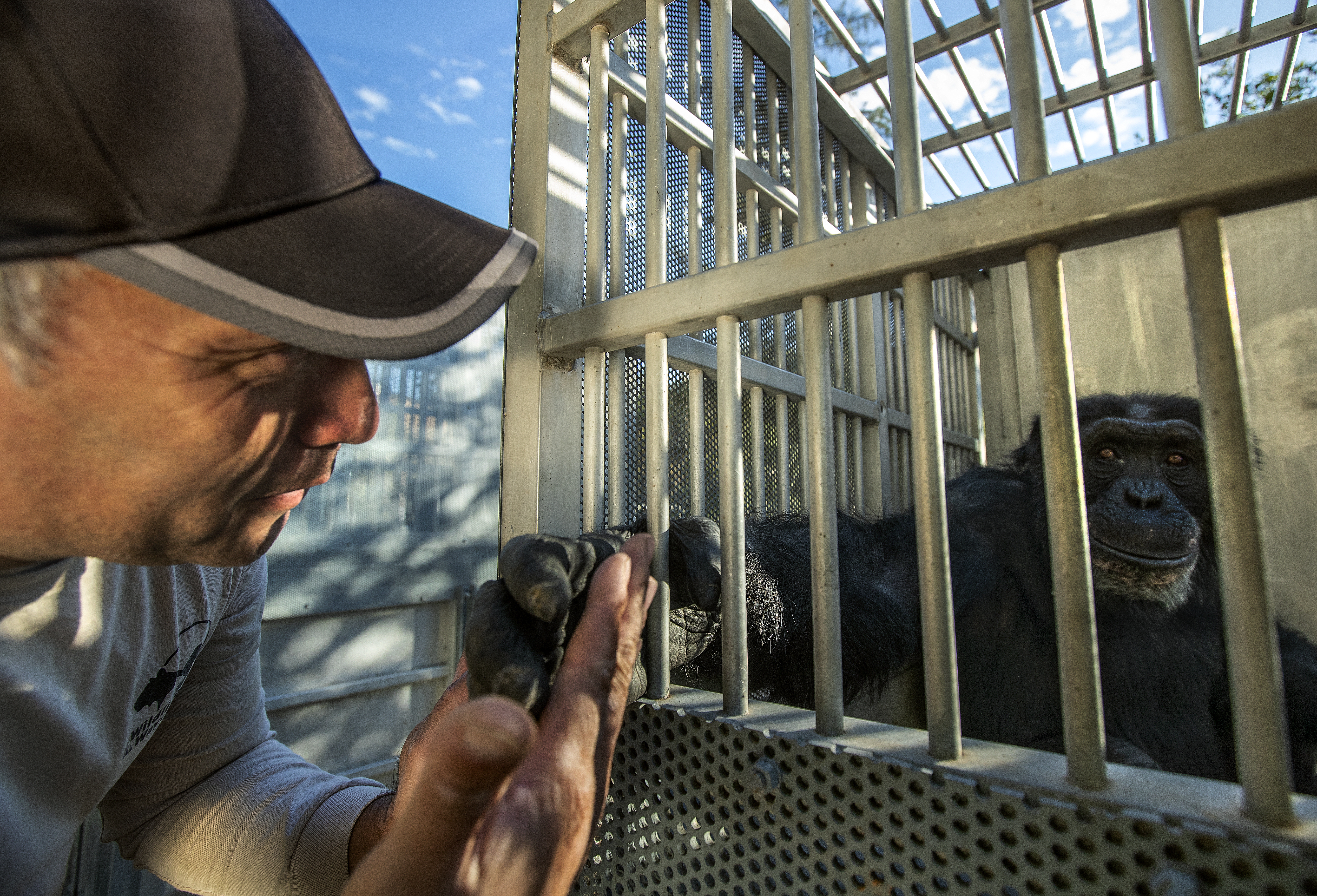 Rescued chimps leave troubled California refuge for new home - Vimarsana News