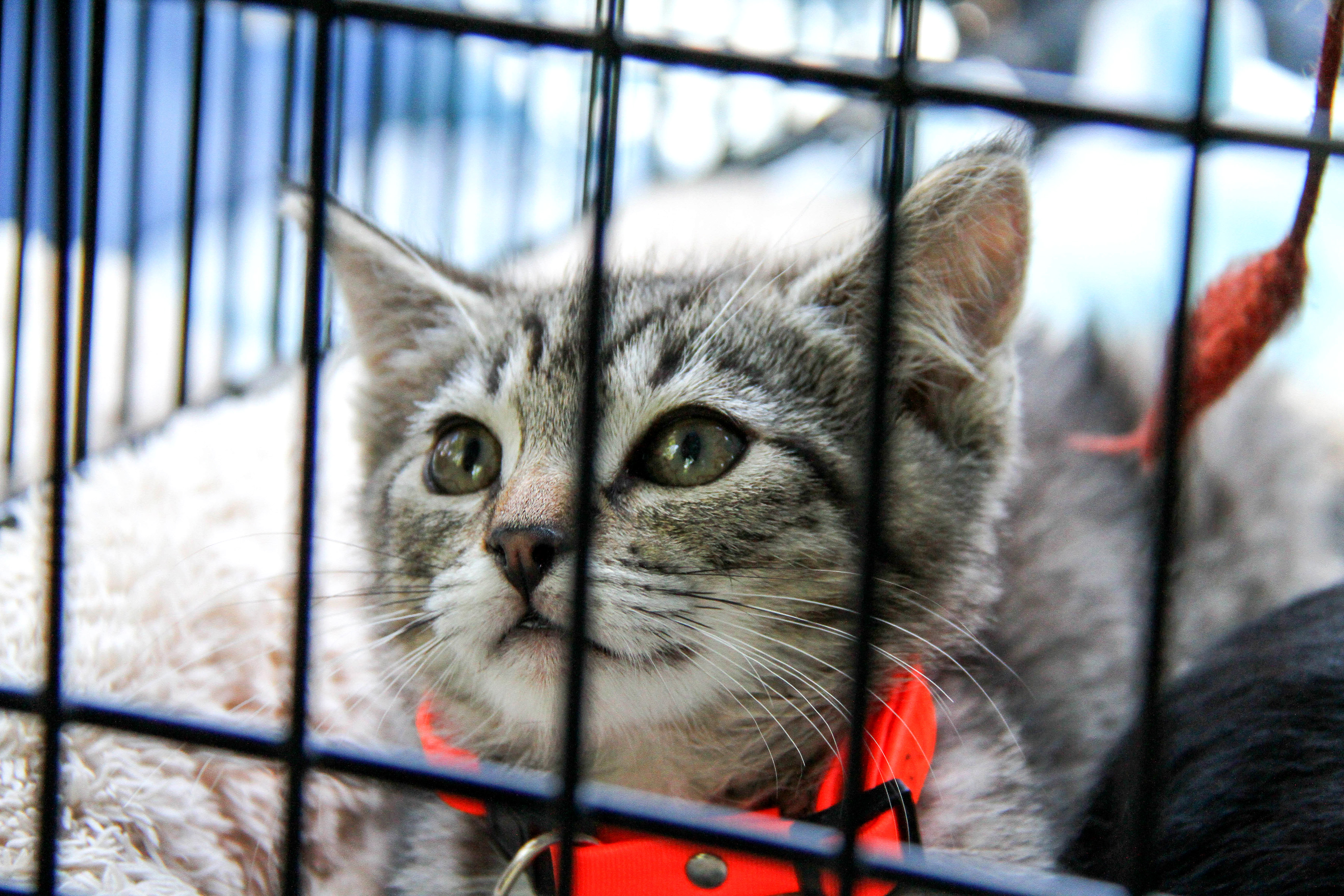 Super Pet Adoption brings together local rescues and vendors - Vimarsana News
