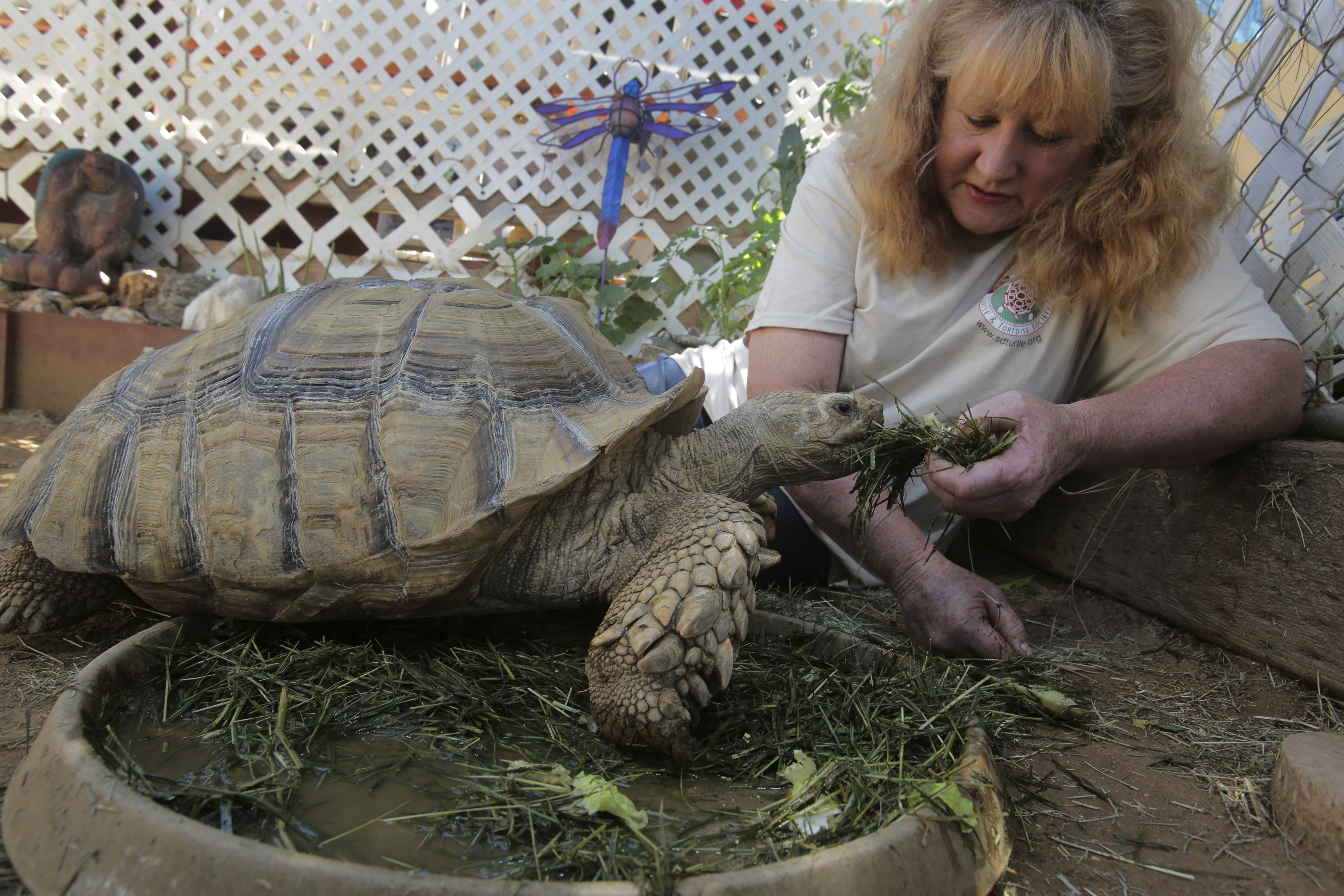 Turtle society's revered rescuer left big shoes to fill - Vimarsana News