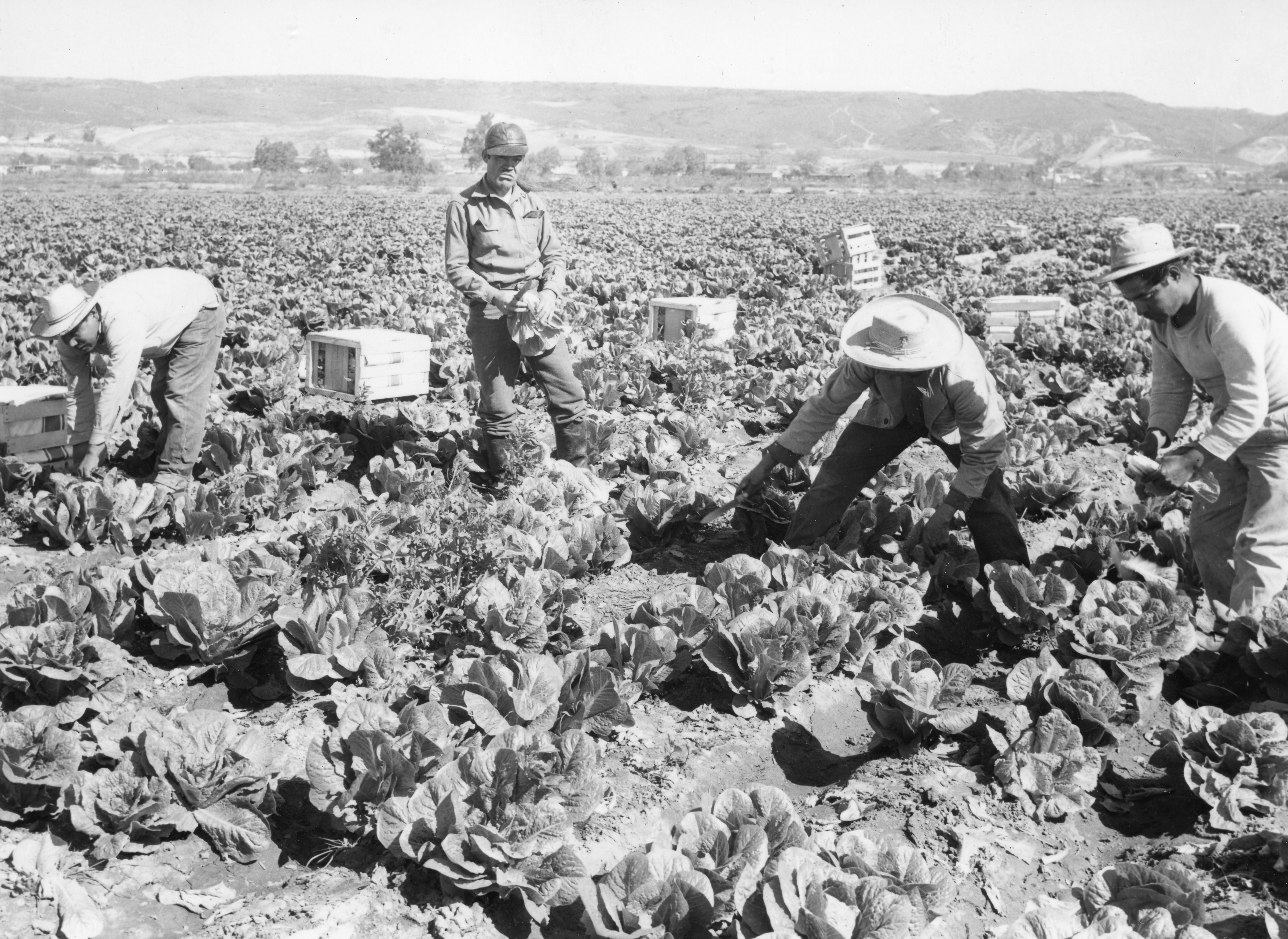 For some, being in the Bracero Program was a labor of love and sacrifice - Vimarsana News