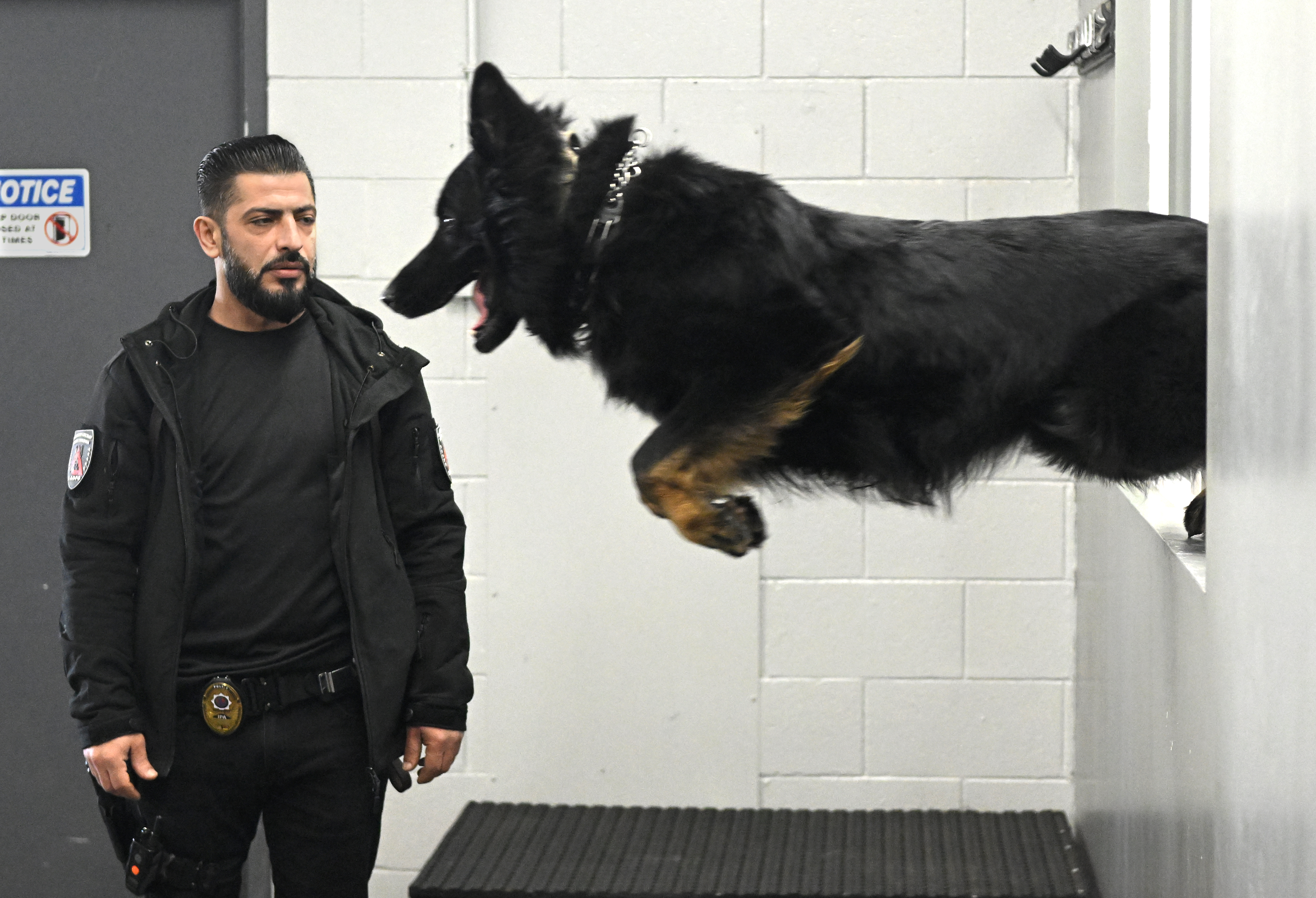 $150,000 for a guard dog? L.A.'s rich are snapping them up - Vimarsana News