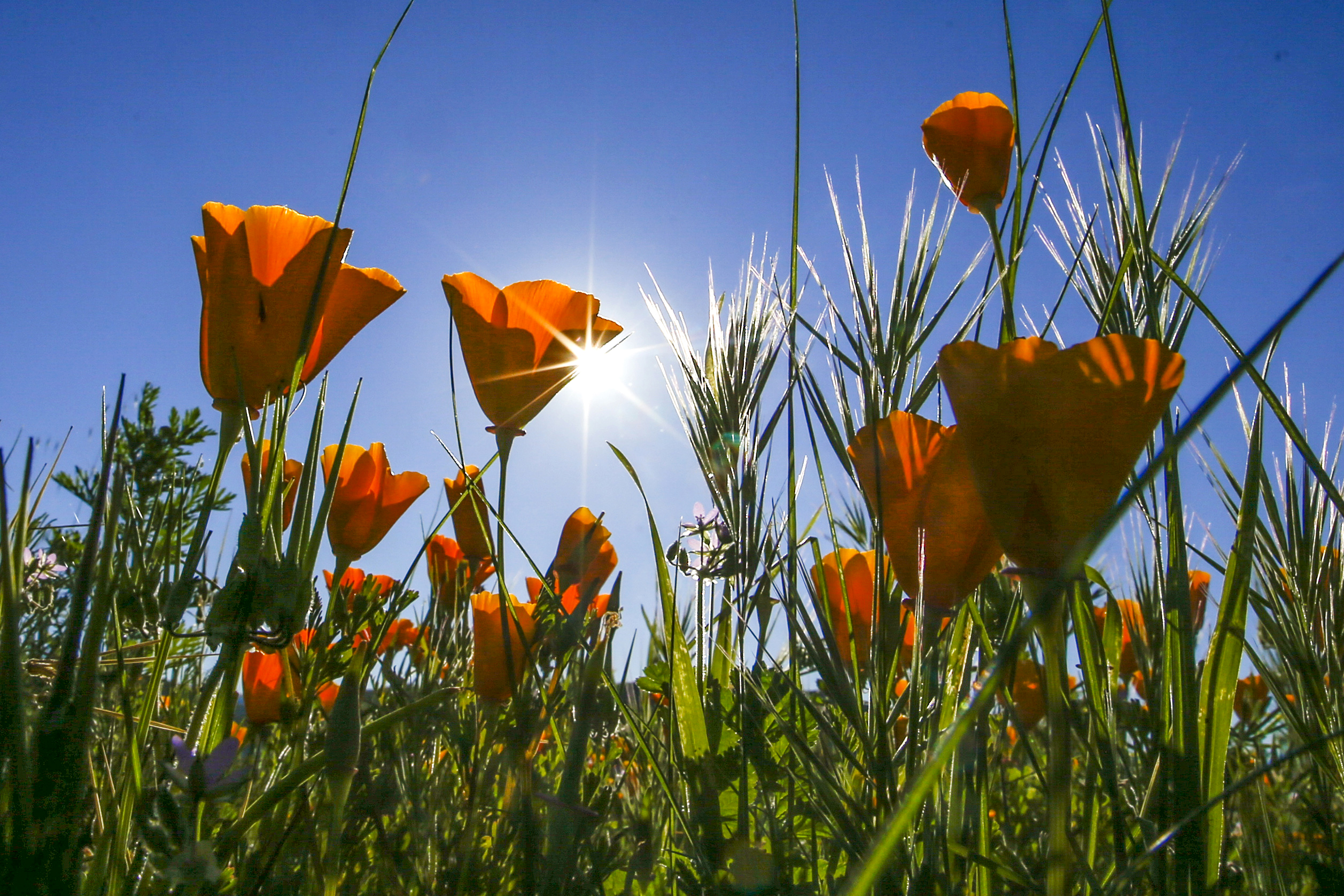 Think of L.A. spring as the pause between California catastrophes — with poppies - Vimarsana News