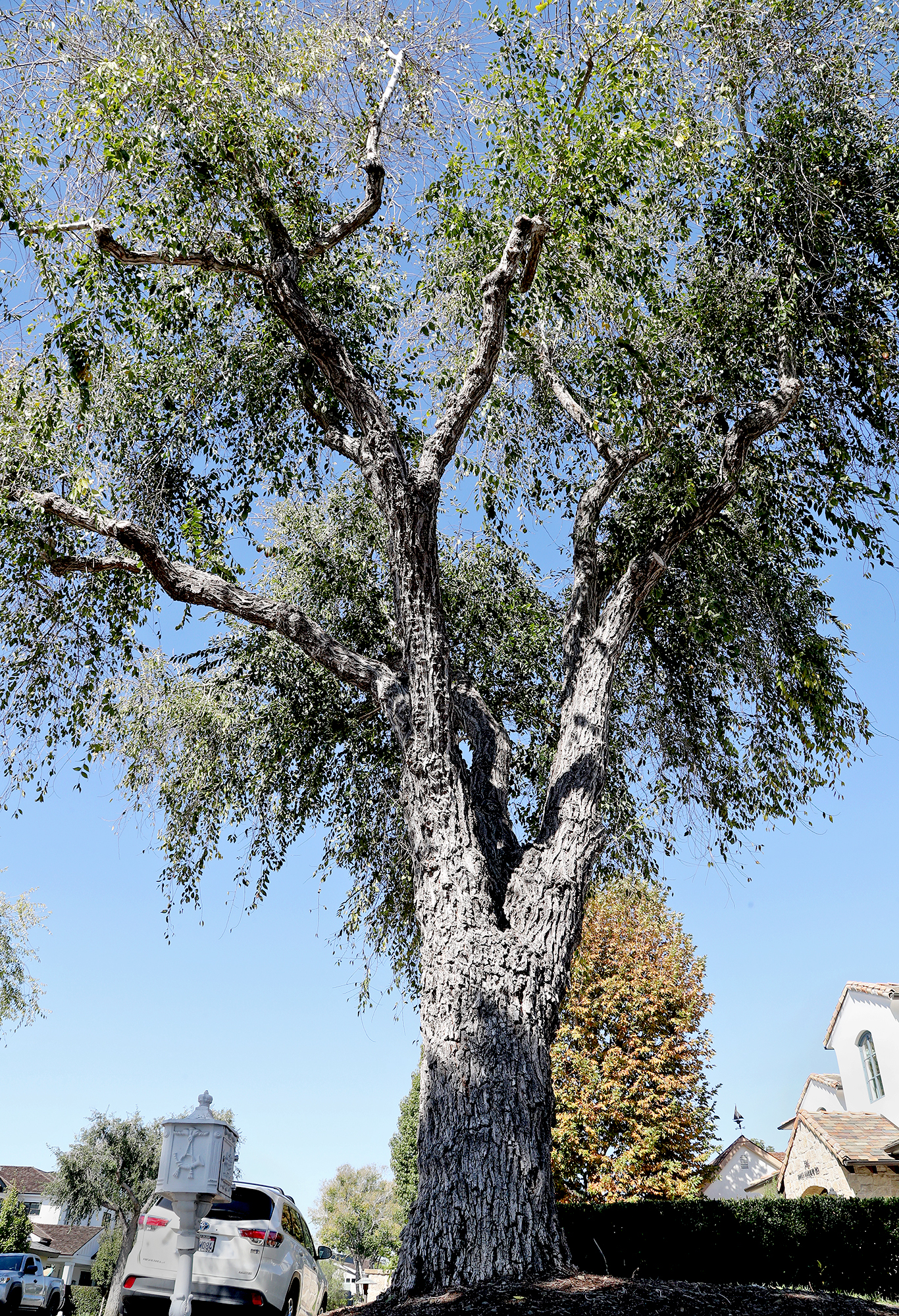 Siberian elm tree roots itself in Newport Beach neighborhood after request to remove it is denied - Vimarsana News
