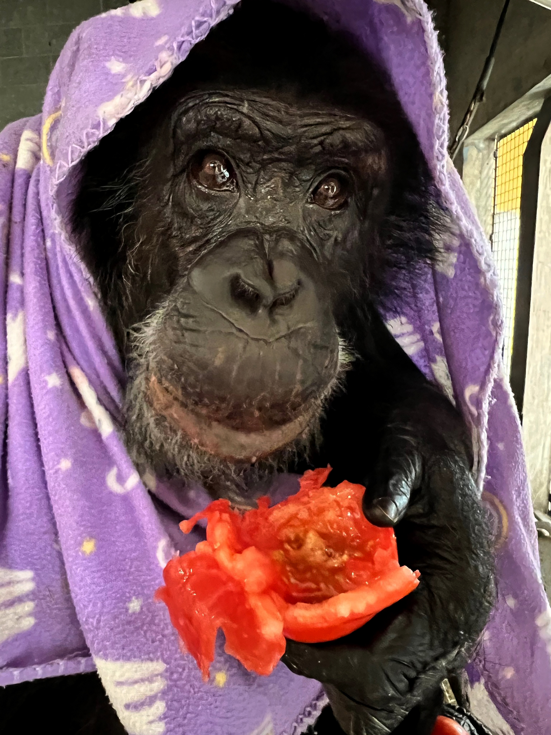 Inside Tonka's life after 'Chimp Crazy': Vegan meals, painting and lots of sex