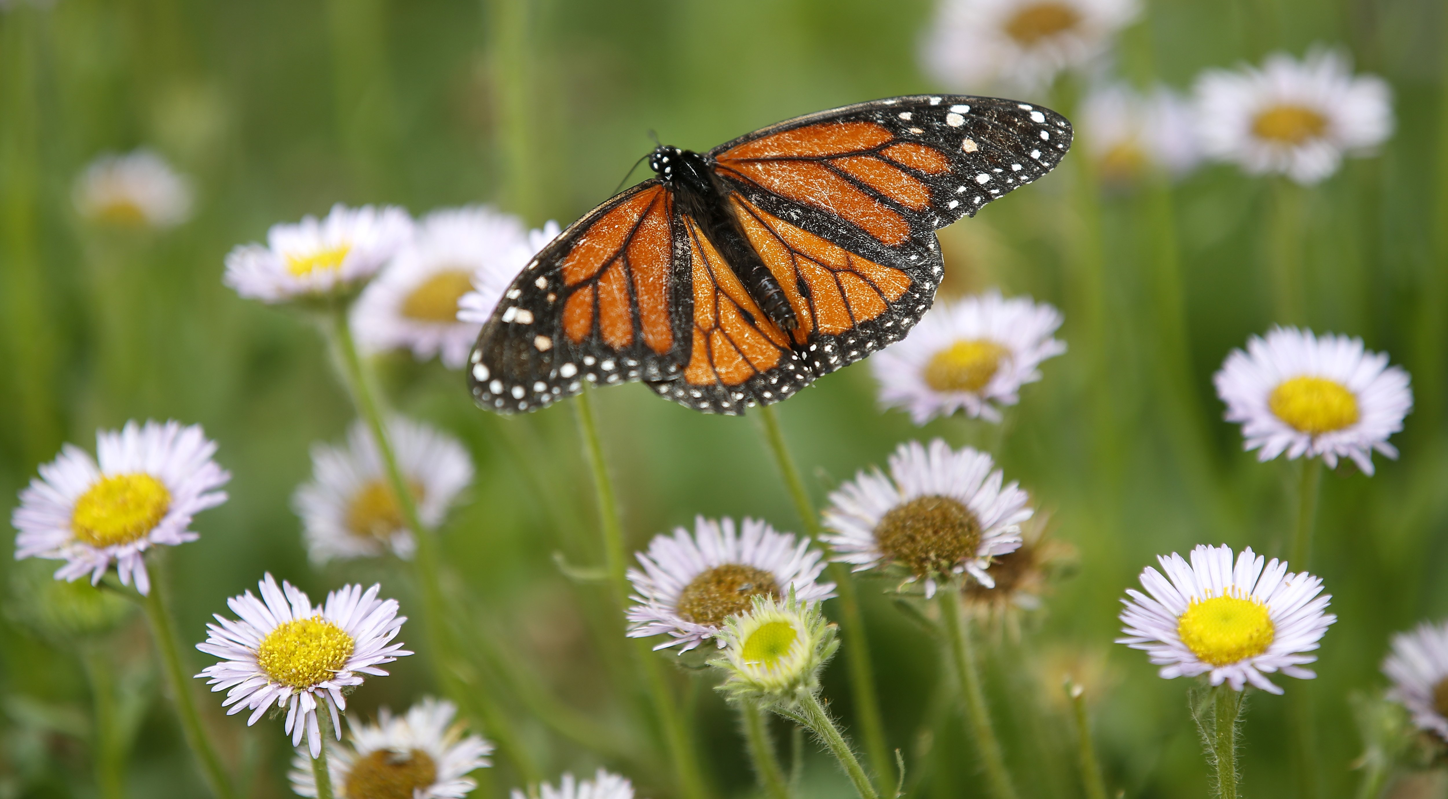 Michael Wall: The monarch butterfly belongs on the federal endangered species list. Here's why. - Vimarsana News