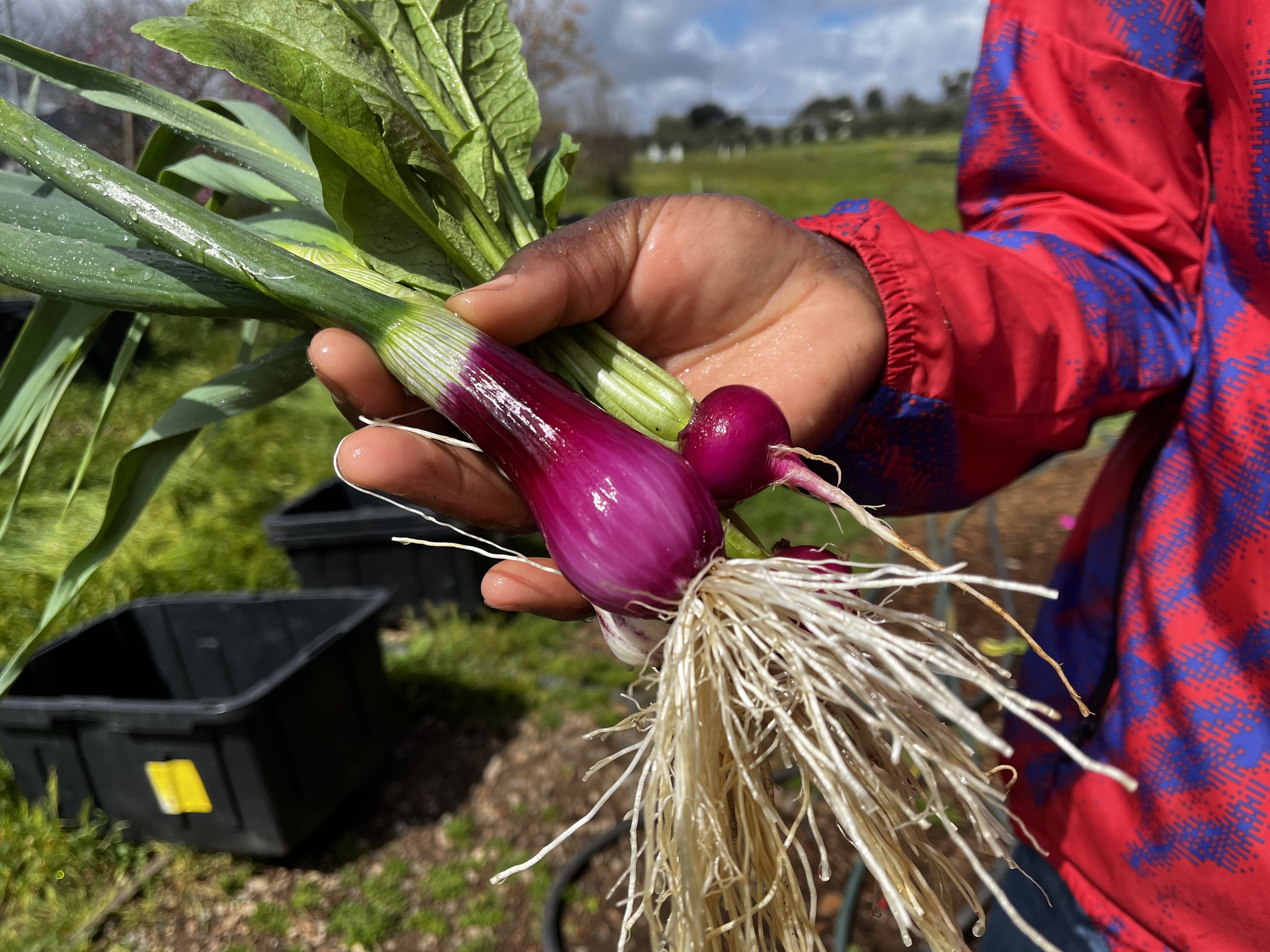 Local farm to food bank to table: a new model in San Diego - The San Diego Union-Tribune - Vimarsana News
