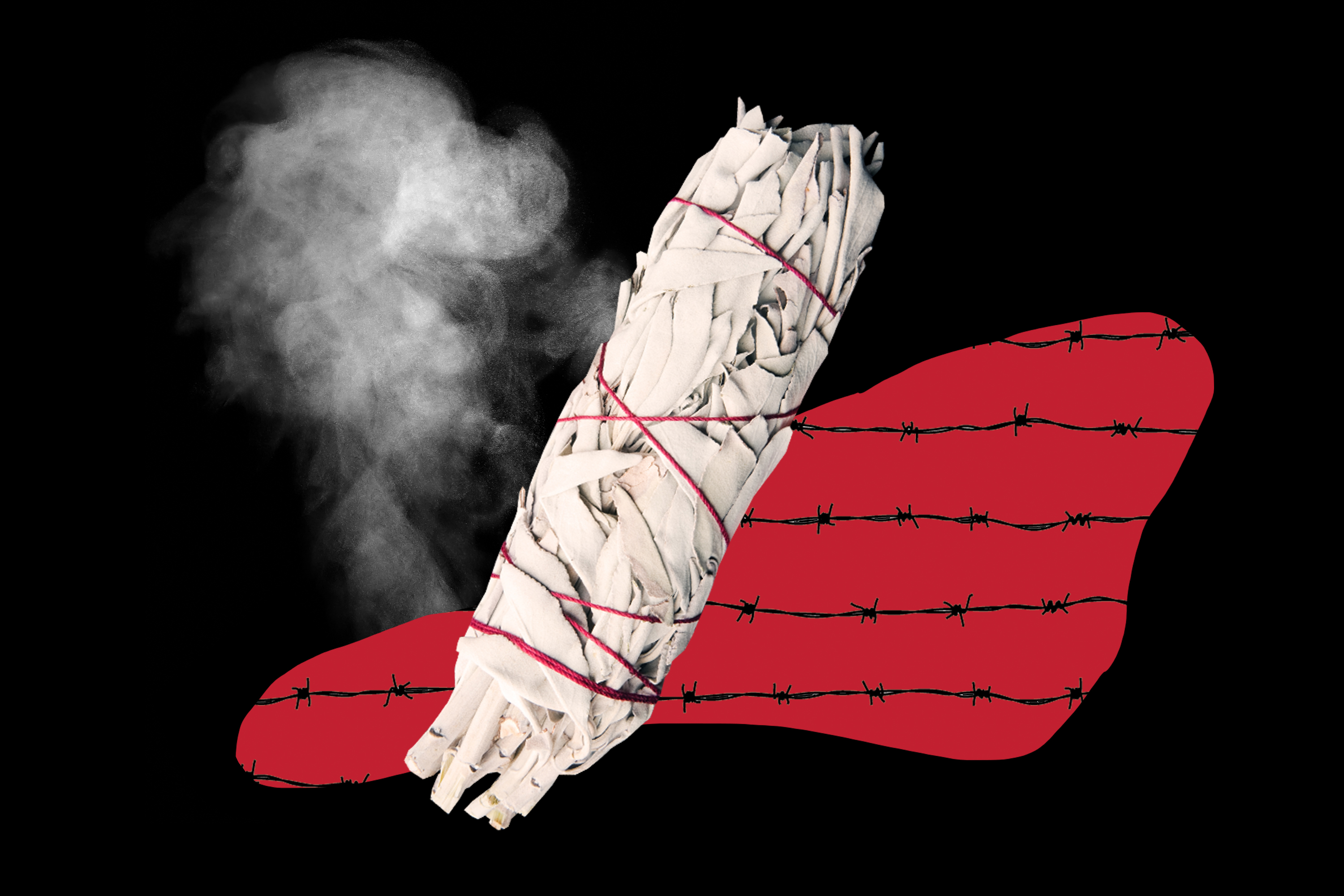 How to save wild white sage from poachers? Grow your own - Vimarsana News