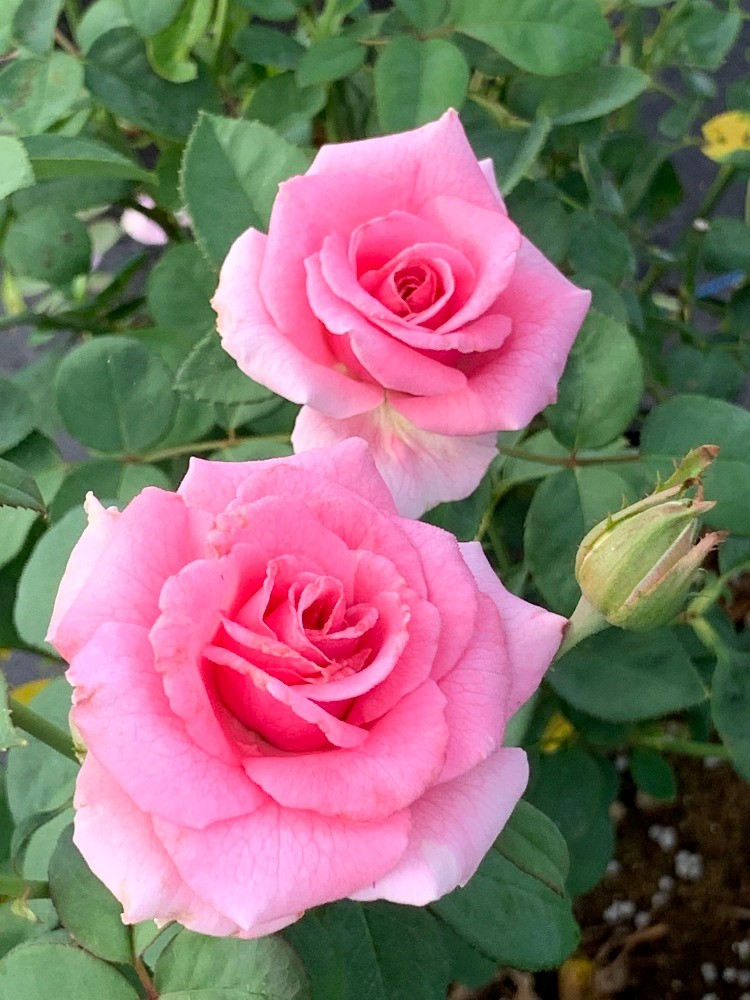 Plant trials, trustworthy selectors are key to picking a resilient rose - Vimarsana News