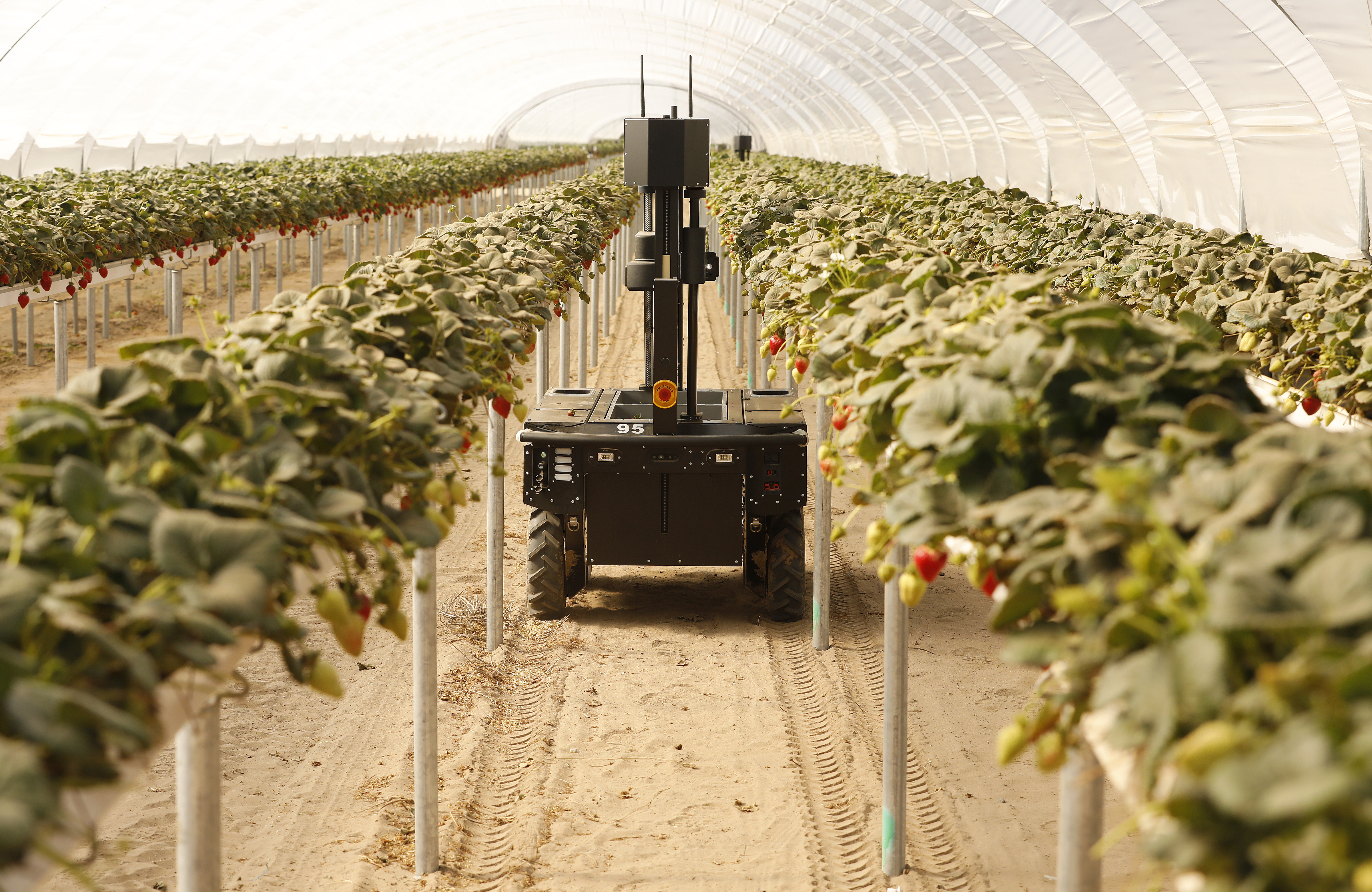 Can strawberry-picking robots save California's growers? - Vimarsana News
