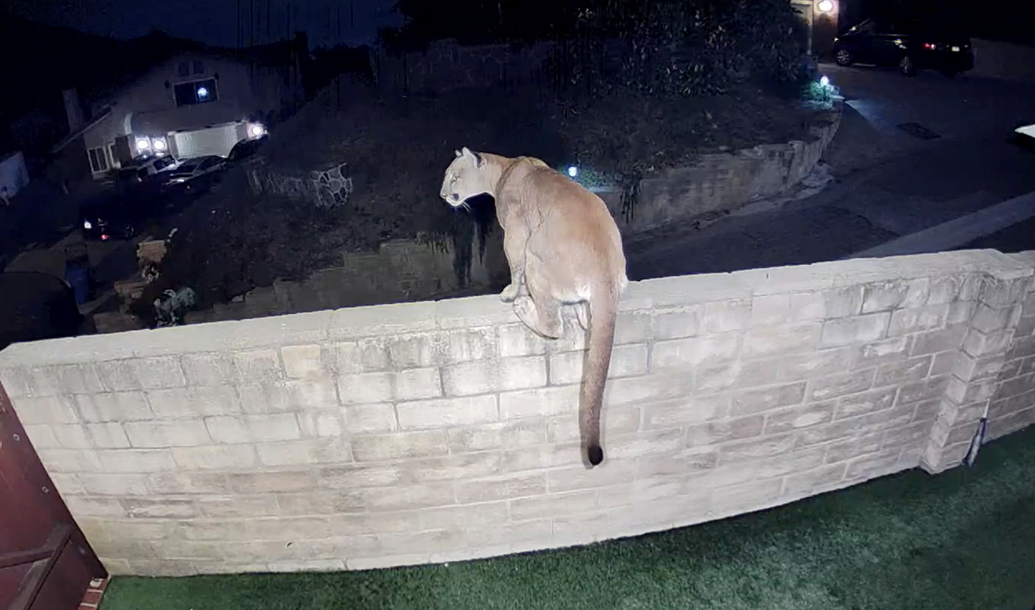 Mountain lion invades backyard near future California wildlife crossing - Vimarsana News