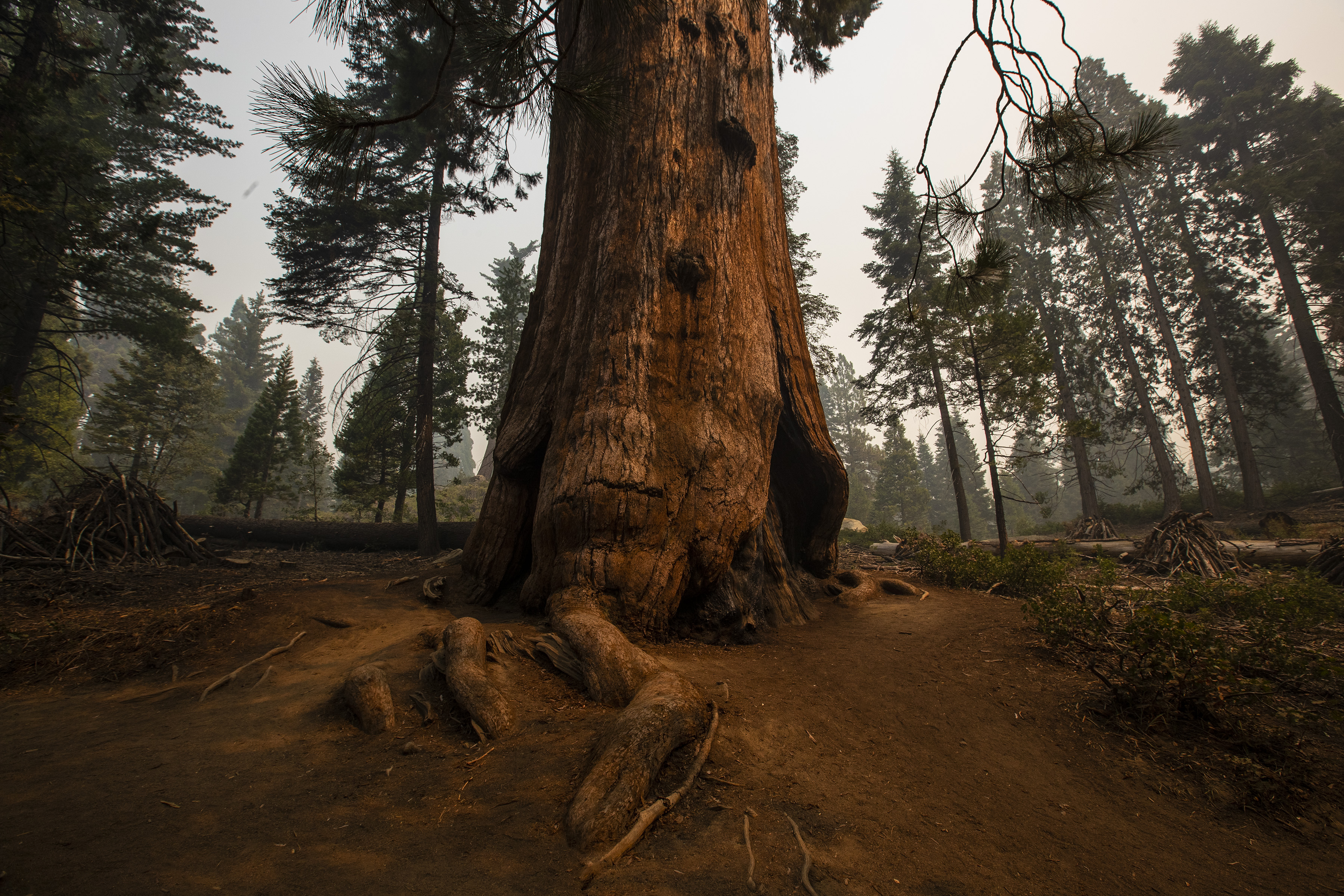 Prayers for sequoias amid California fires, climate change - Vimarsana News