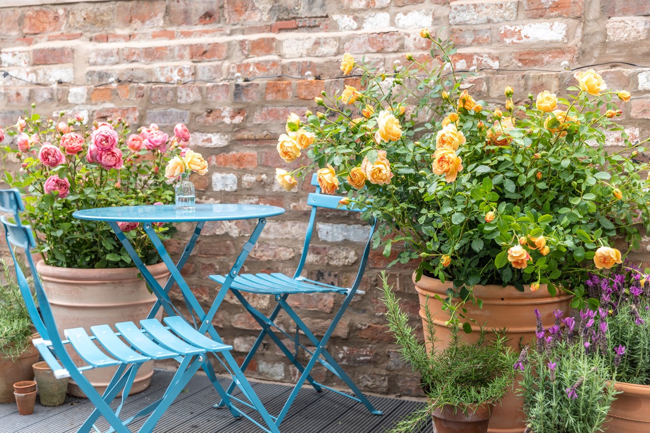 Add to garden success with container roses - Vimarsana News