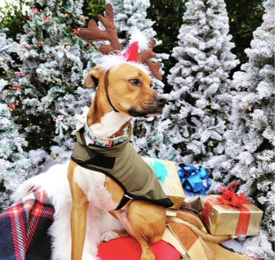 Column: A three-legged dog and his owner give cheer, and cash, to strangers - Vimarsana News
