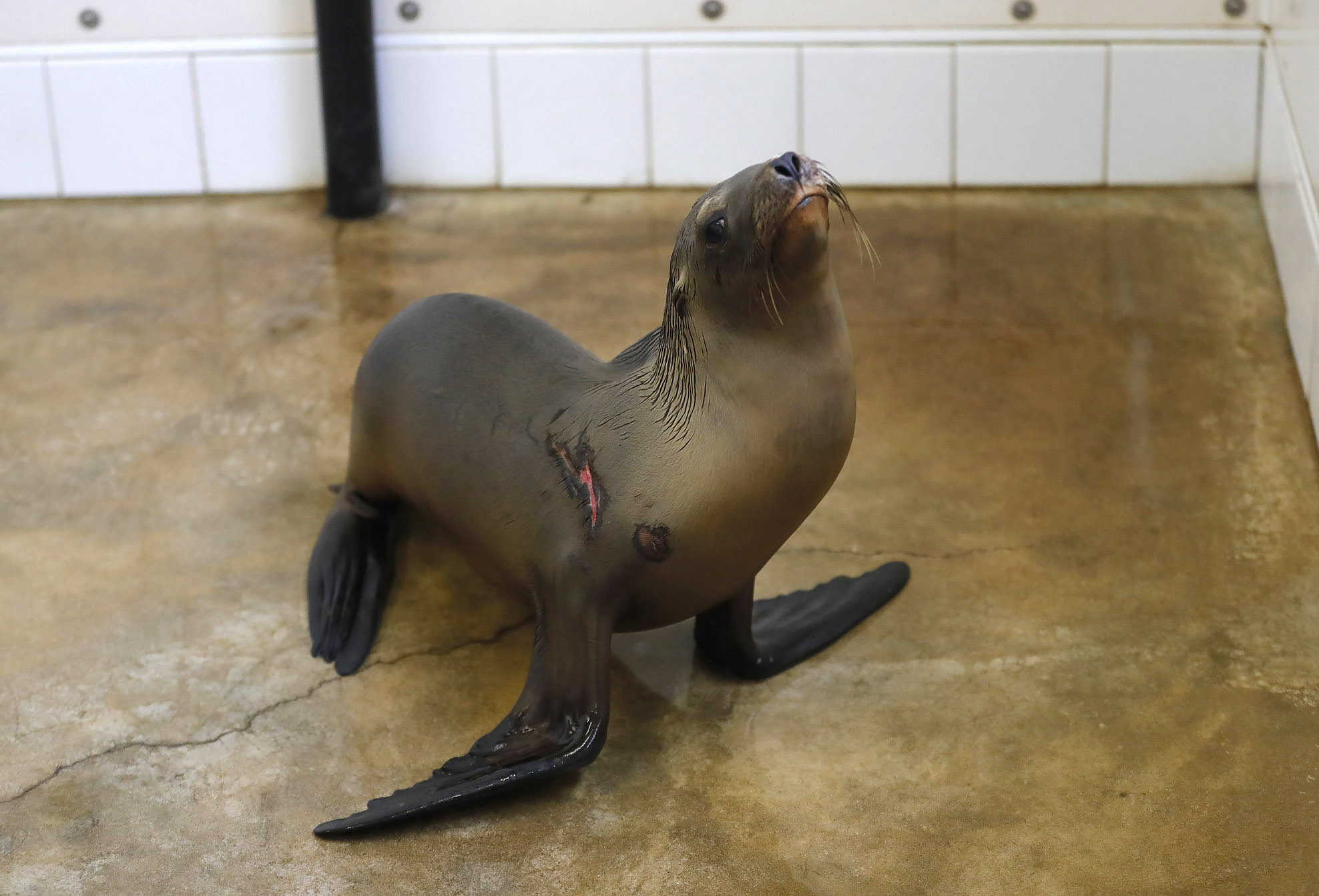 Pacific Marine Mammal Center reopens to visitors - Vimarsana News